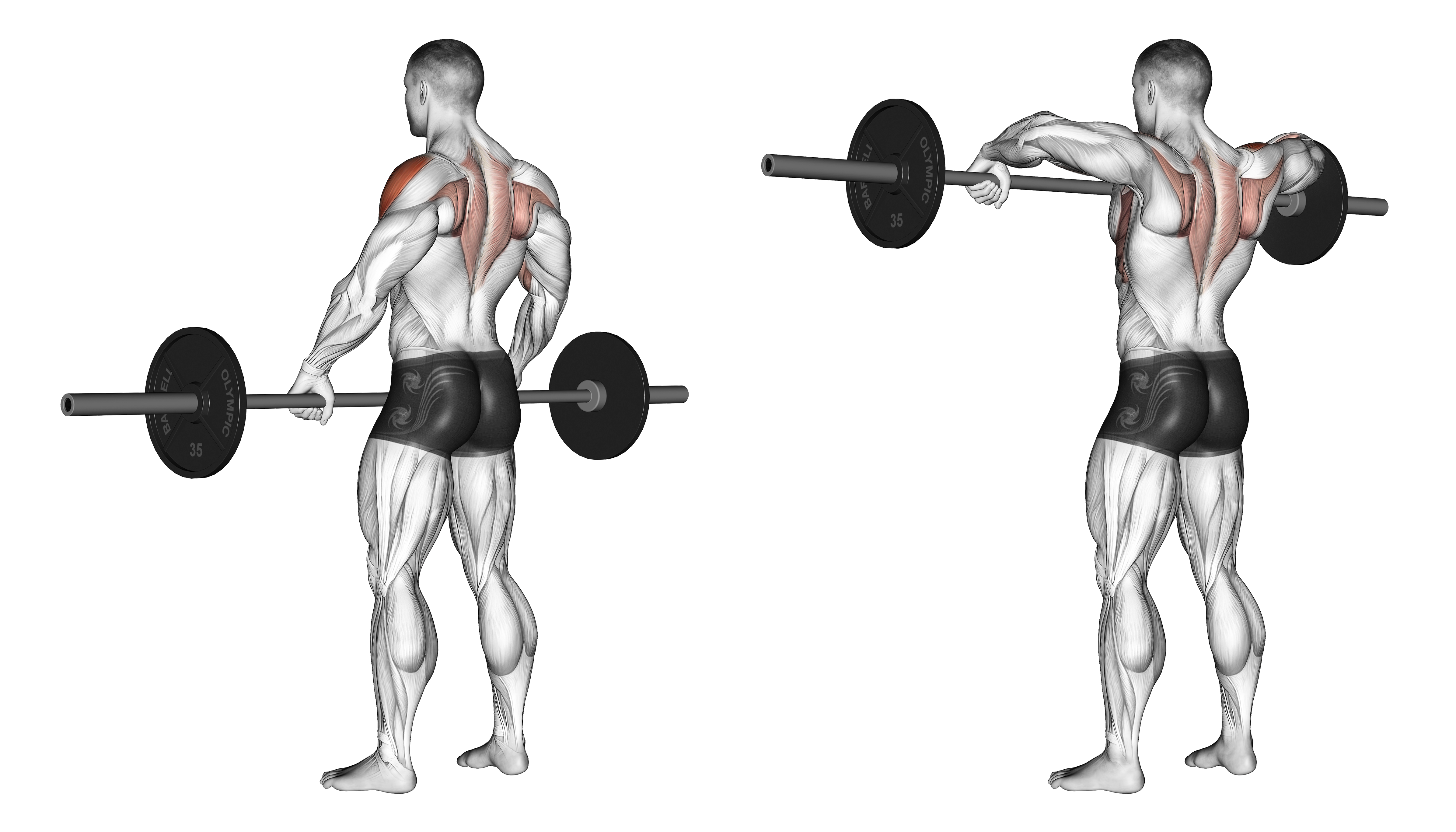 Barbell Wide Grip Upright Row