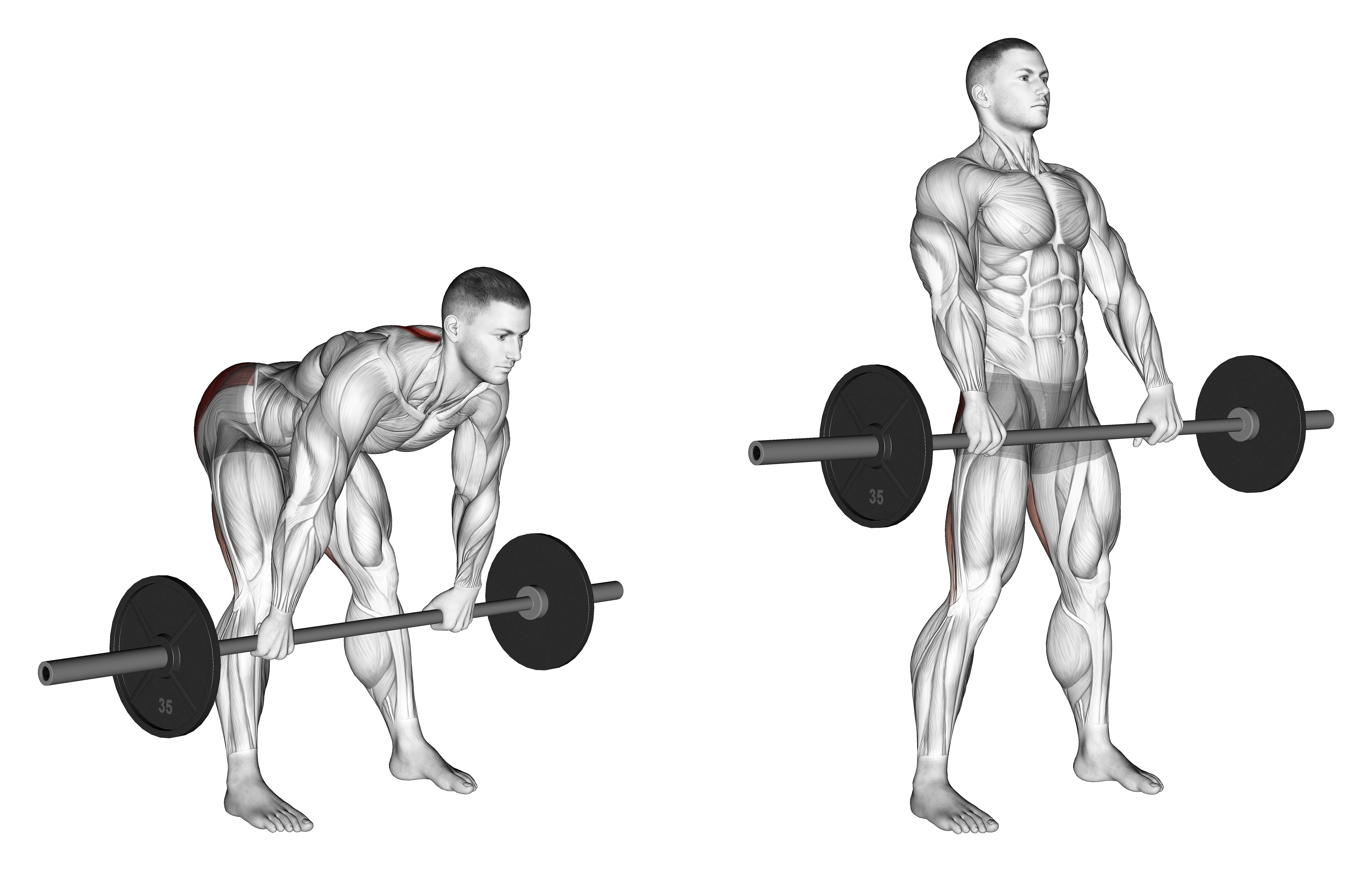 Barbell Wide Stance Stiff Leg Deadlift