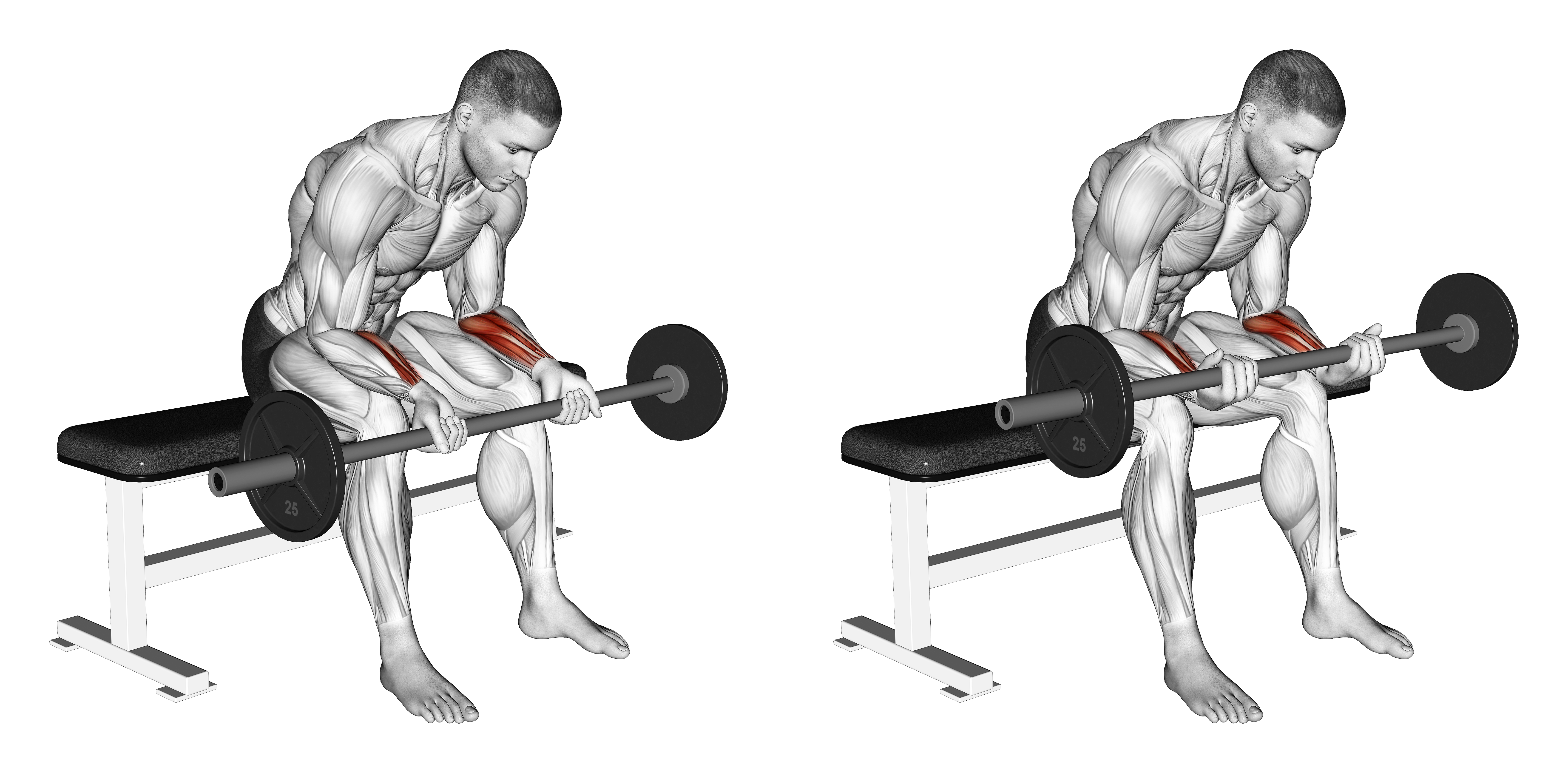 Barbell Wrist Curl (version 2)