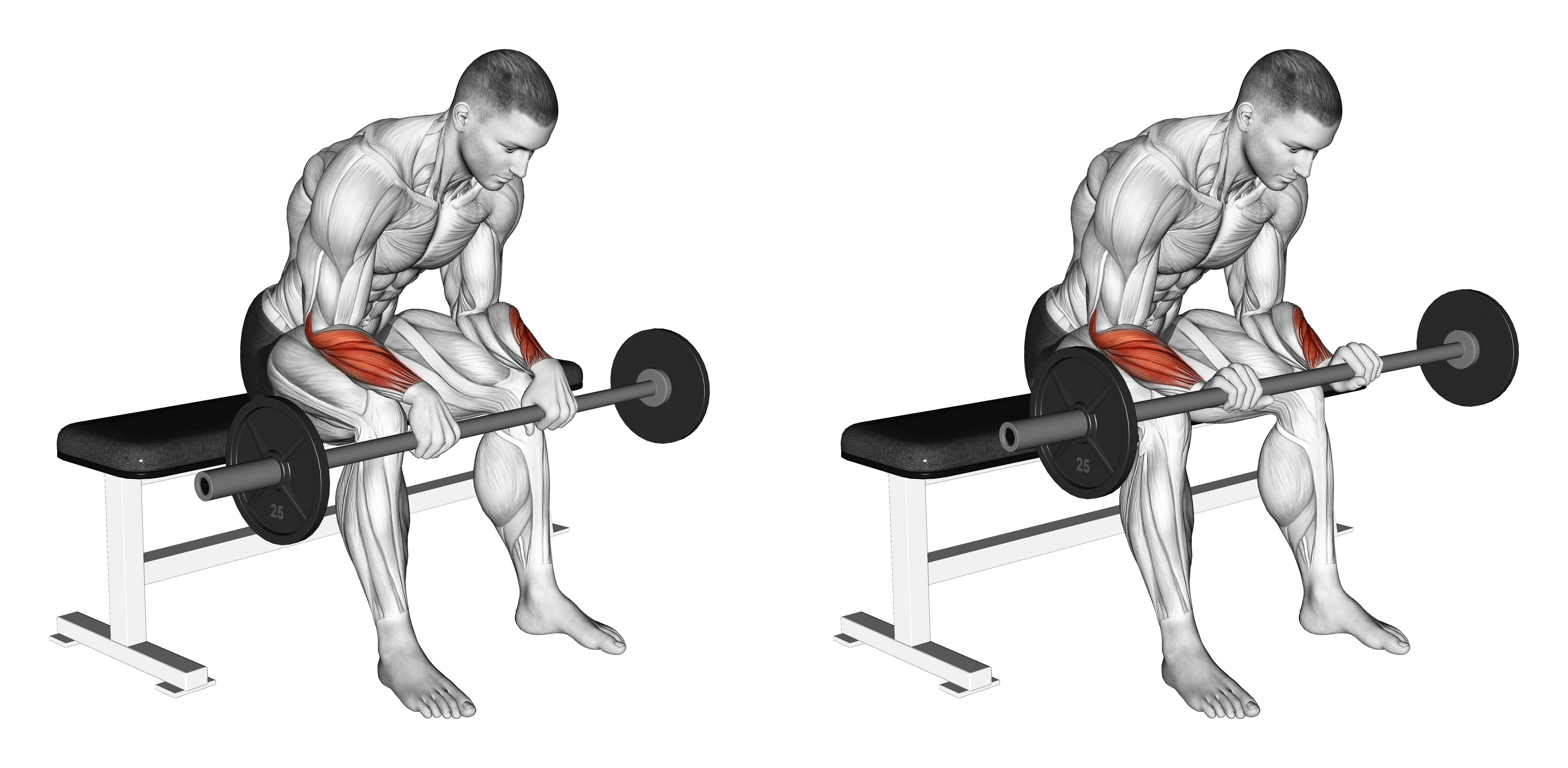 Barbell Wrist Reverse Curl (version 2)