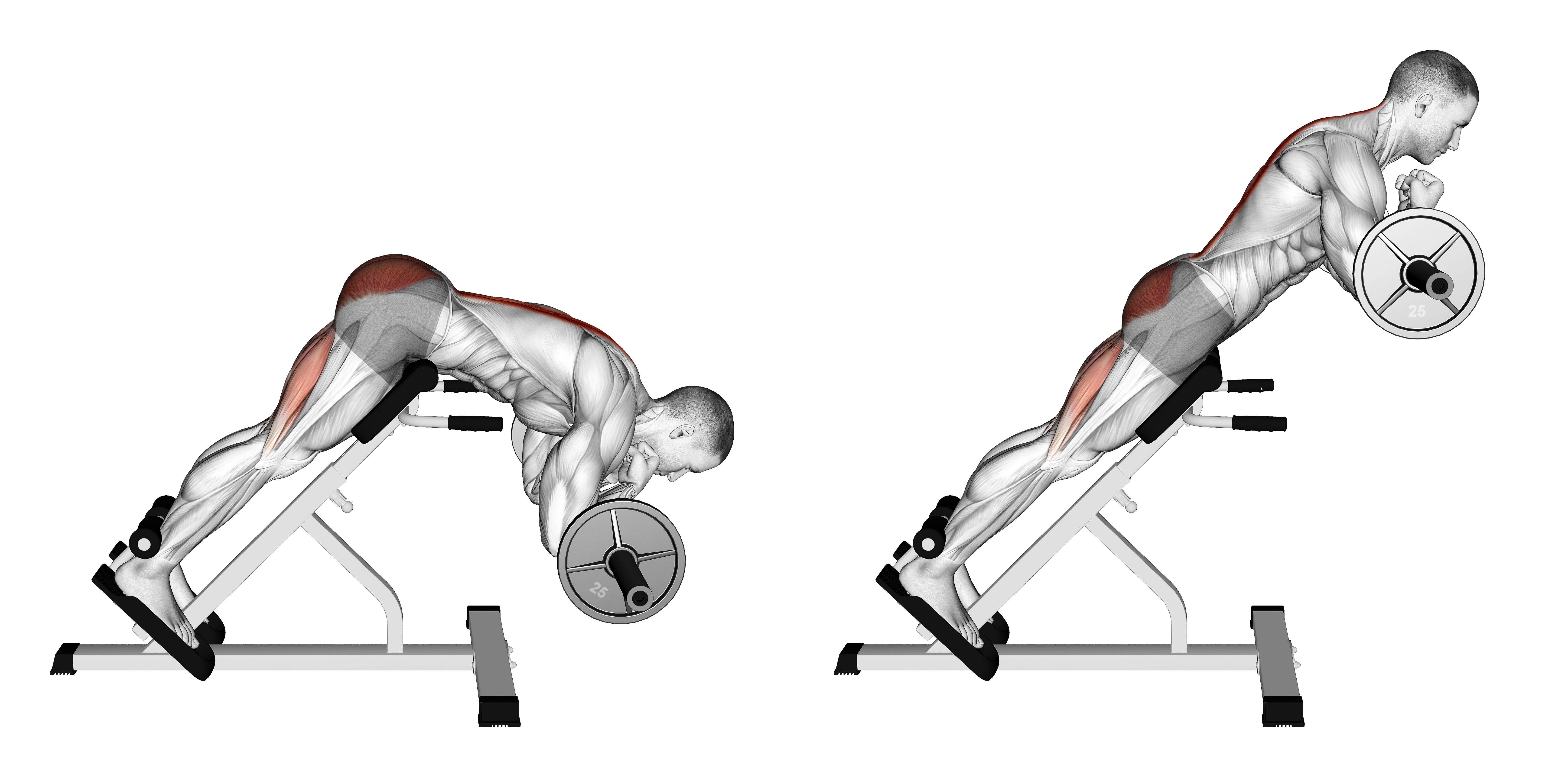 Barbell Zercher Back Extension