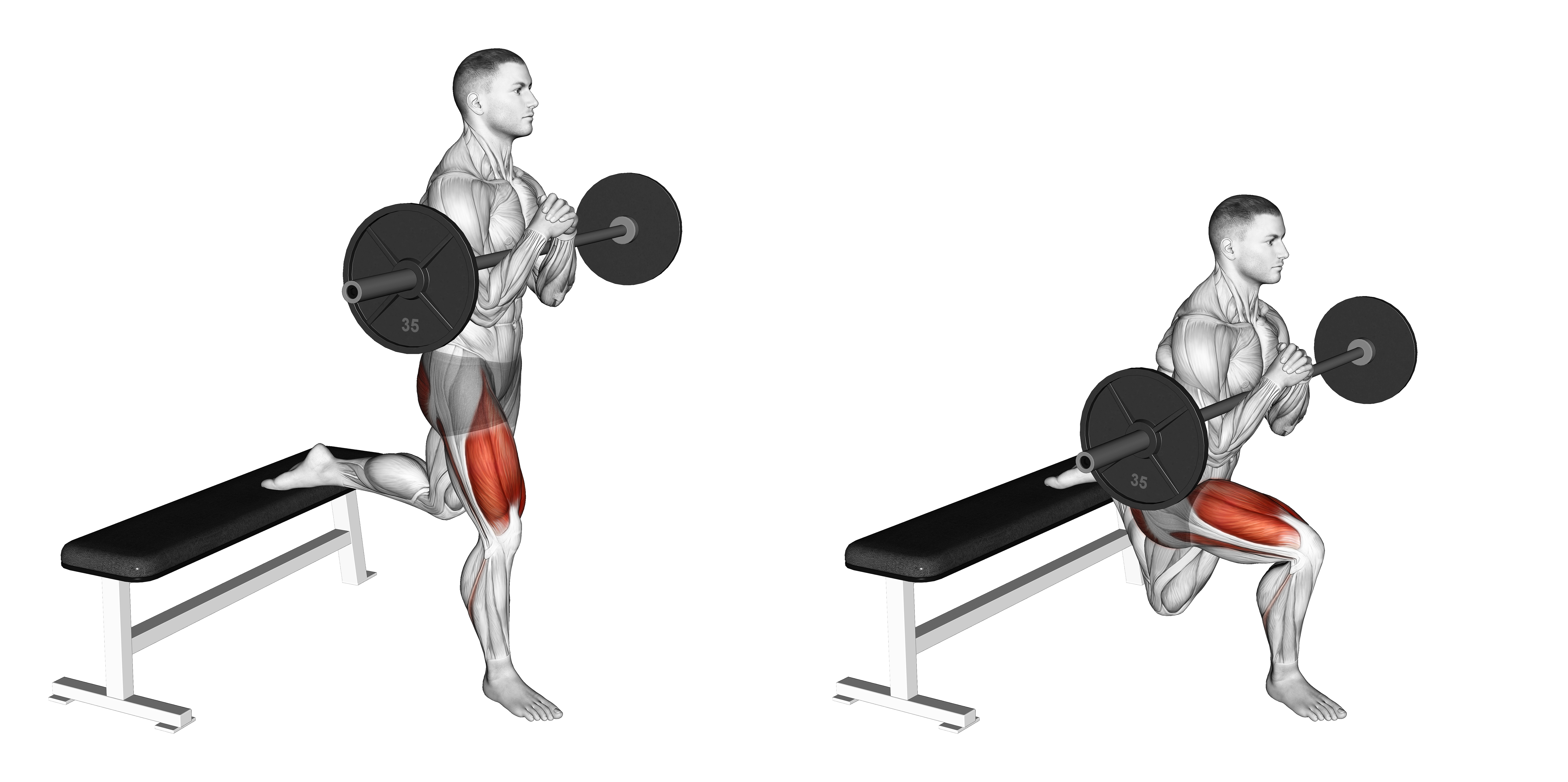 Barbell Zercher Bulgarian Split Squat