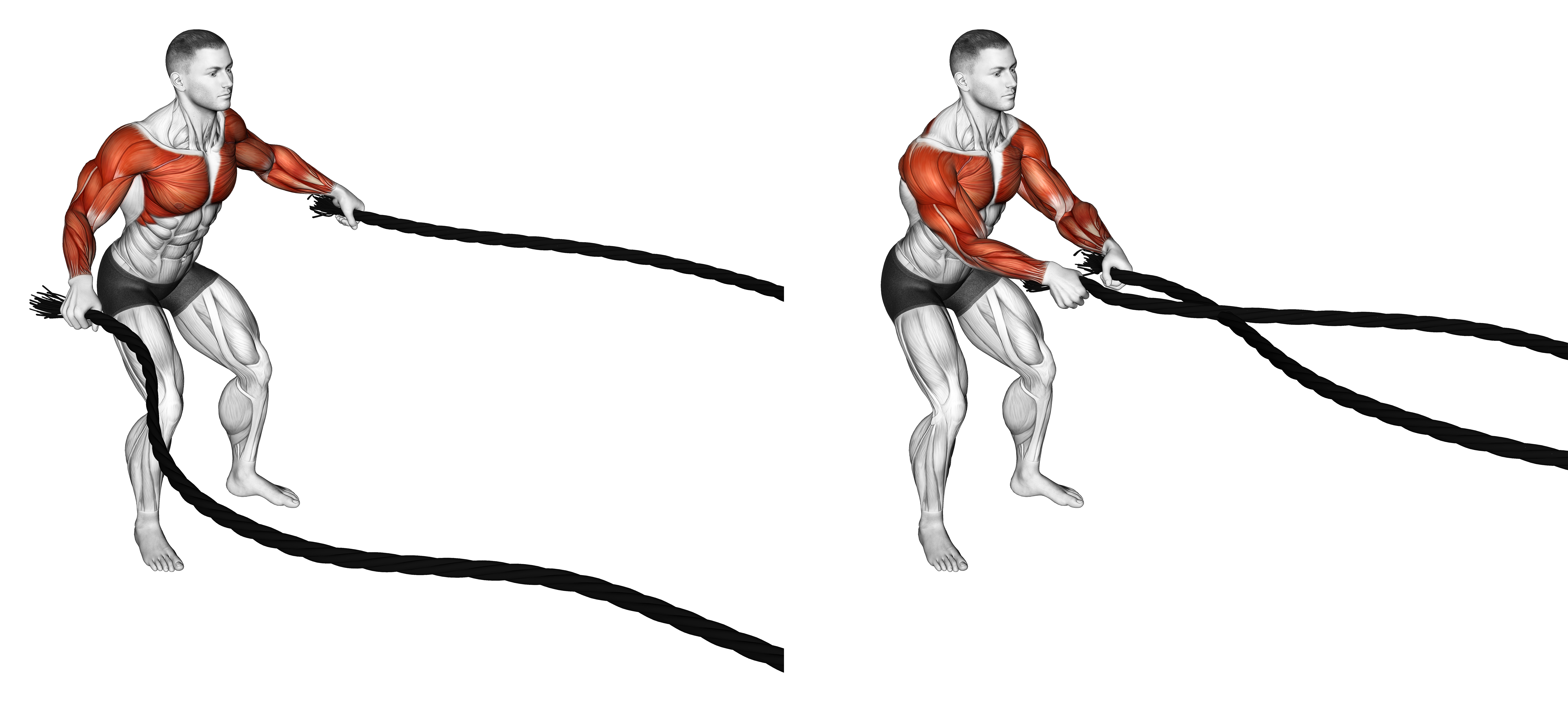 Battling Ropes Fly