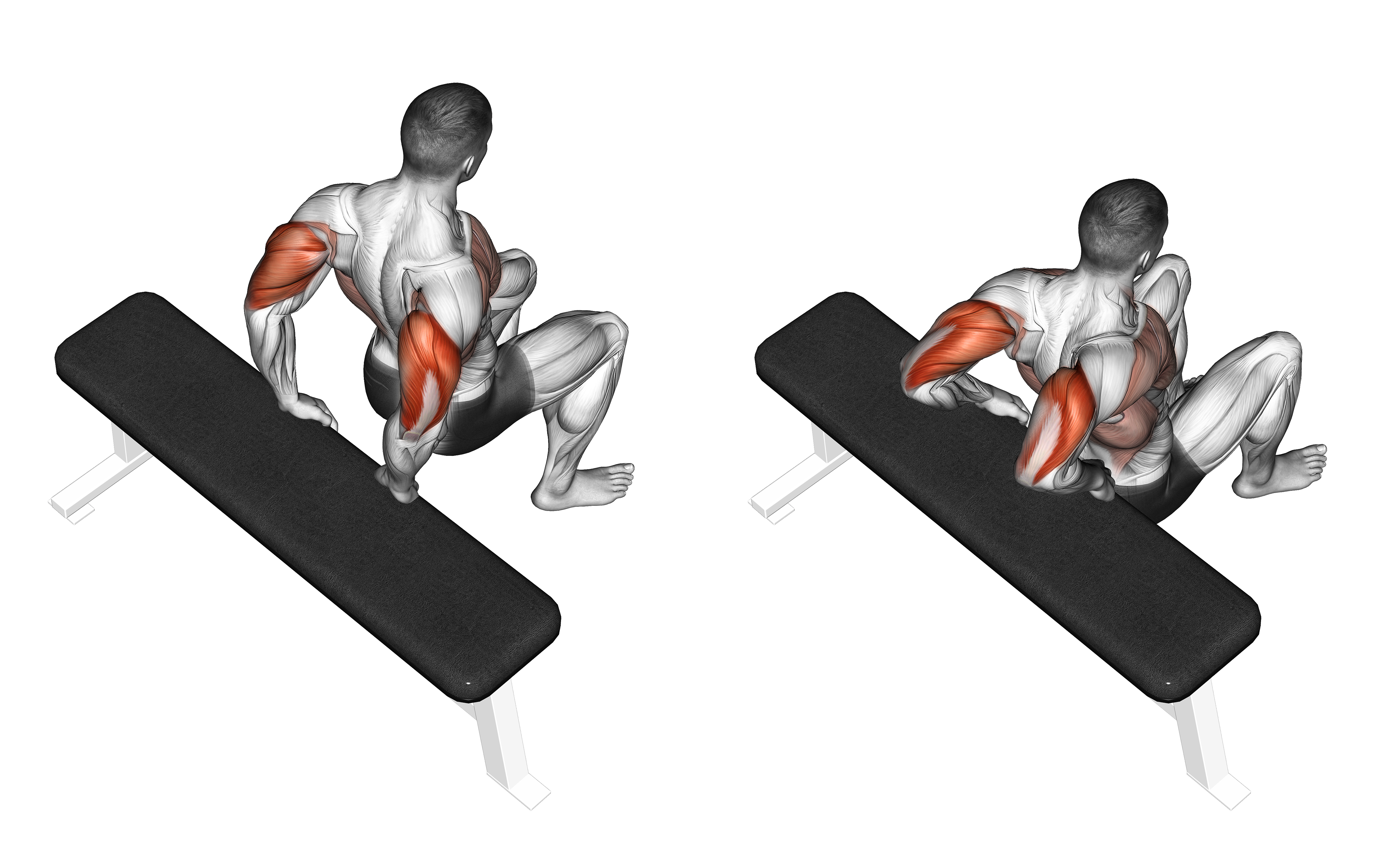 Bench Dip (knees Bent)