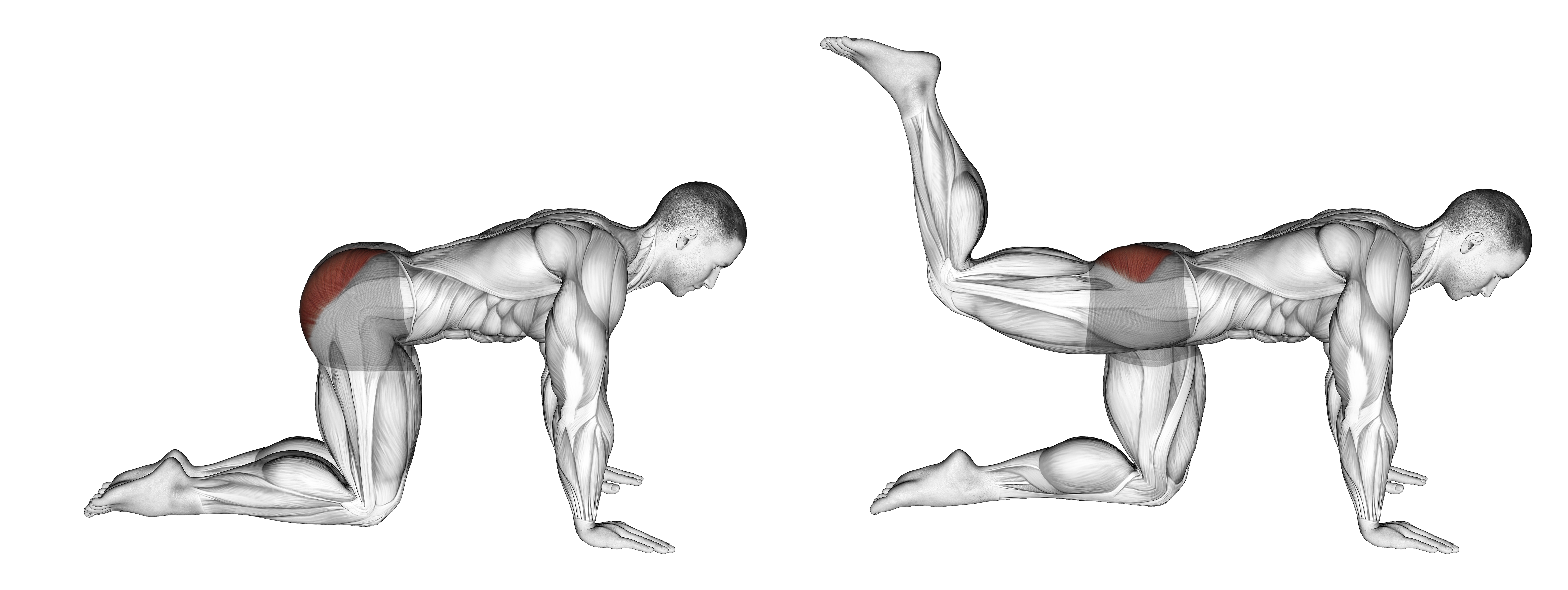 Bent Leg Kickback (kneeling)