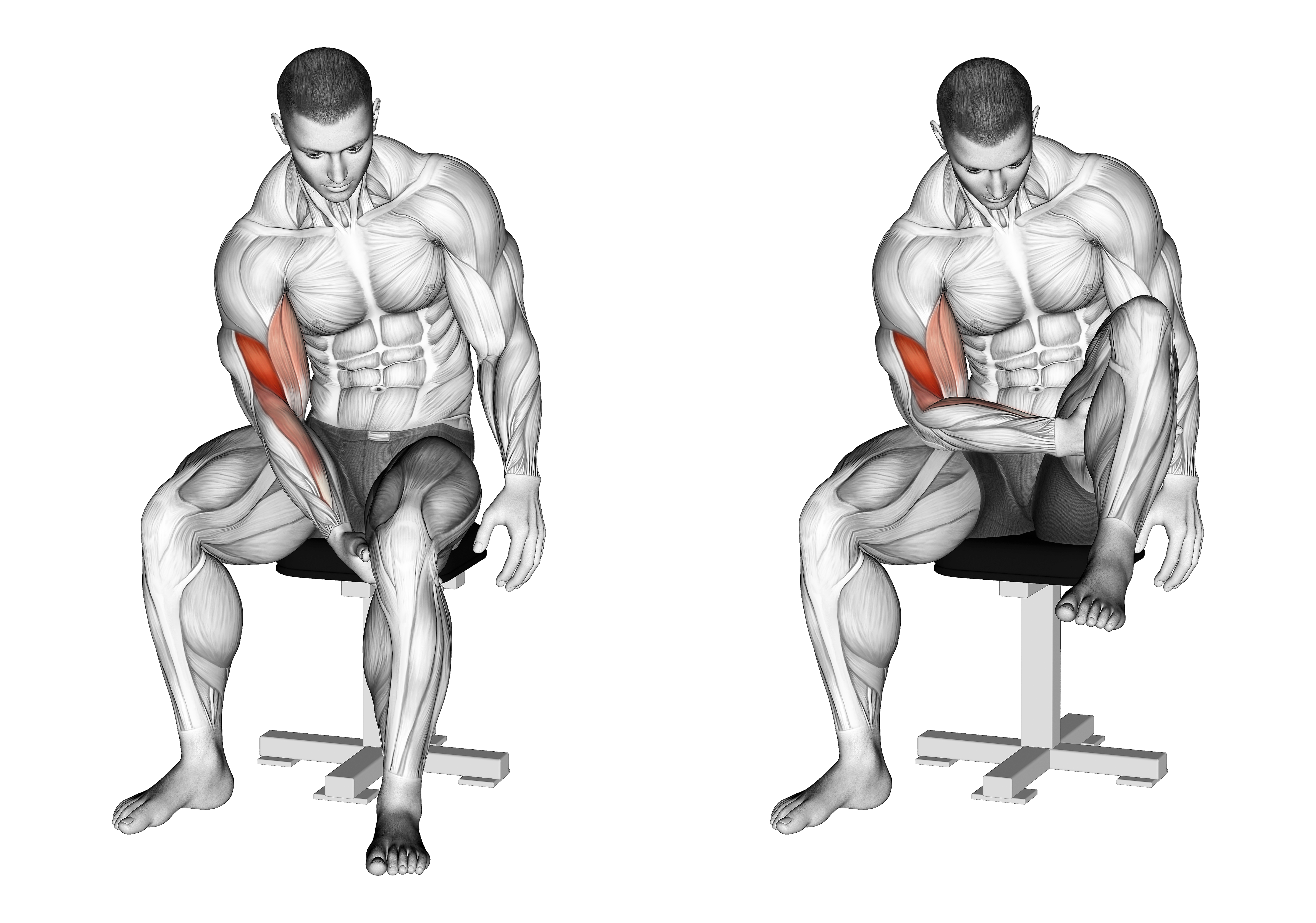 Biceps Leg Concentration Curl