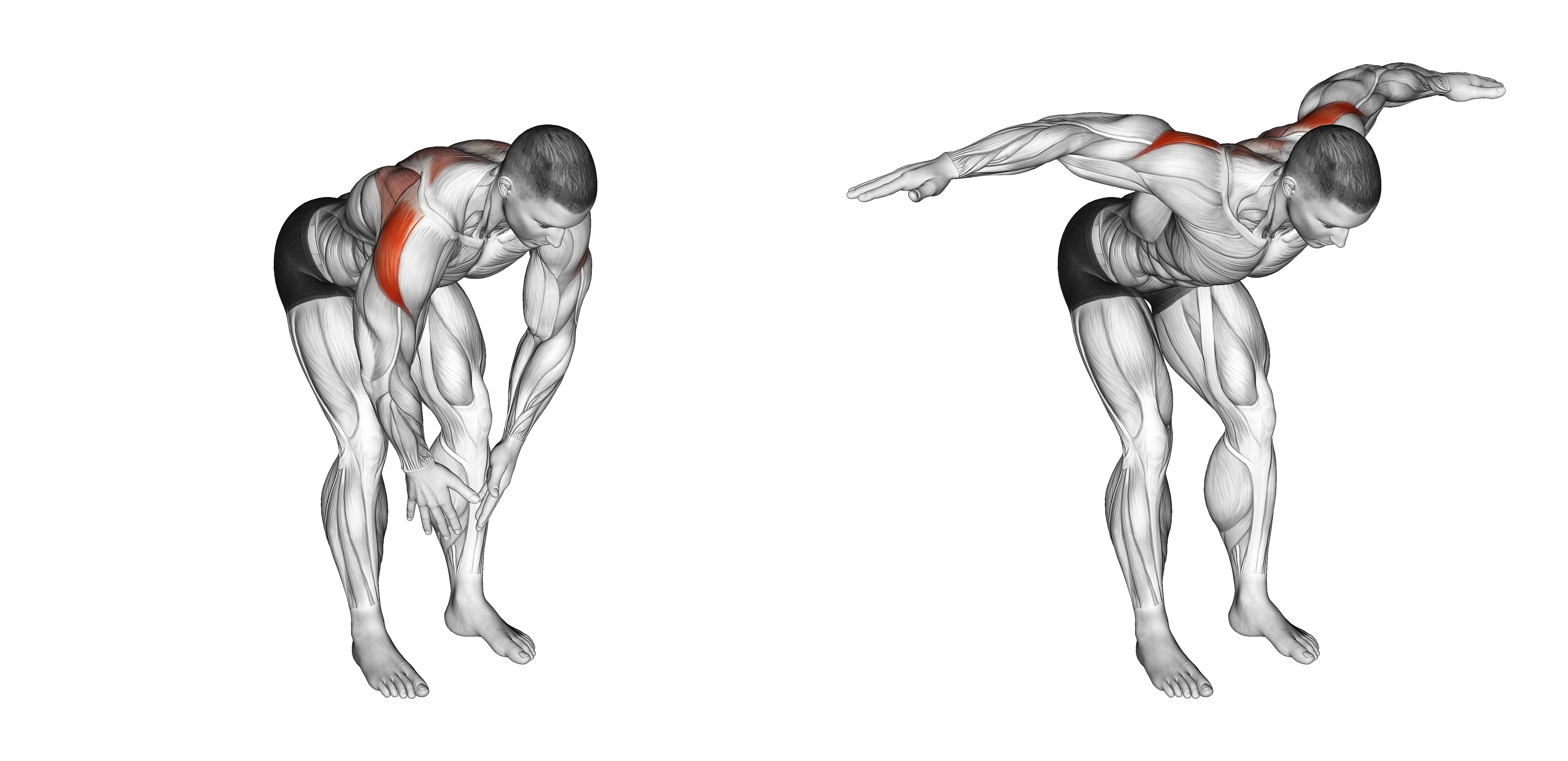 Bodyweight Bent Over Rear Delt Fly