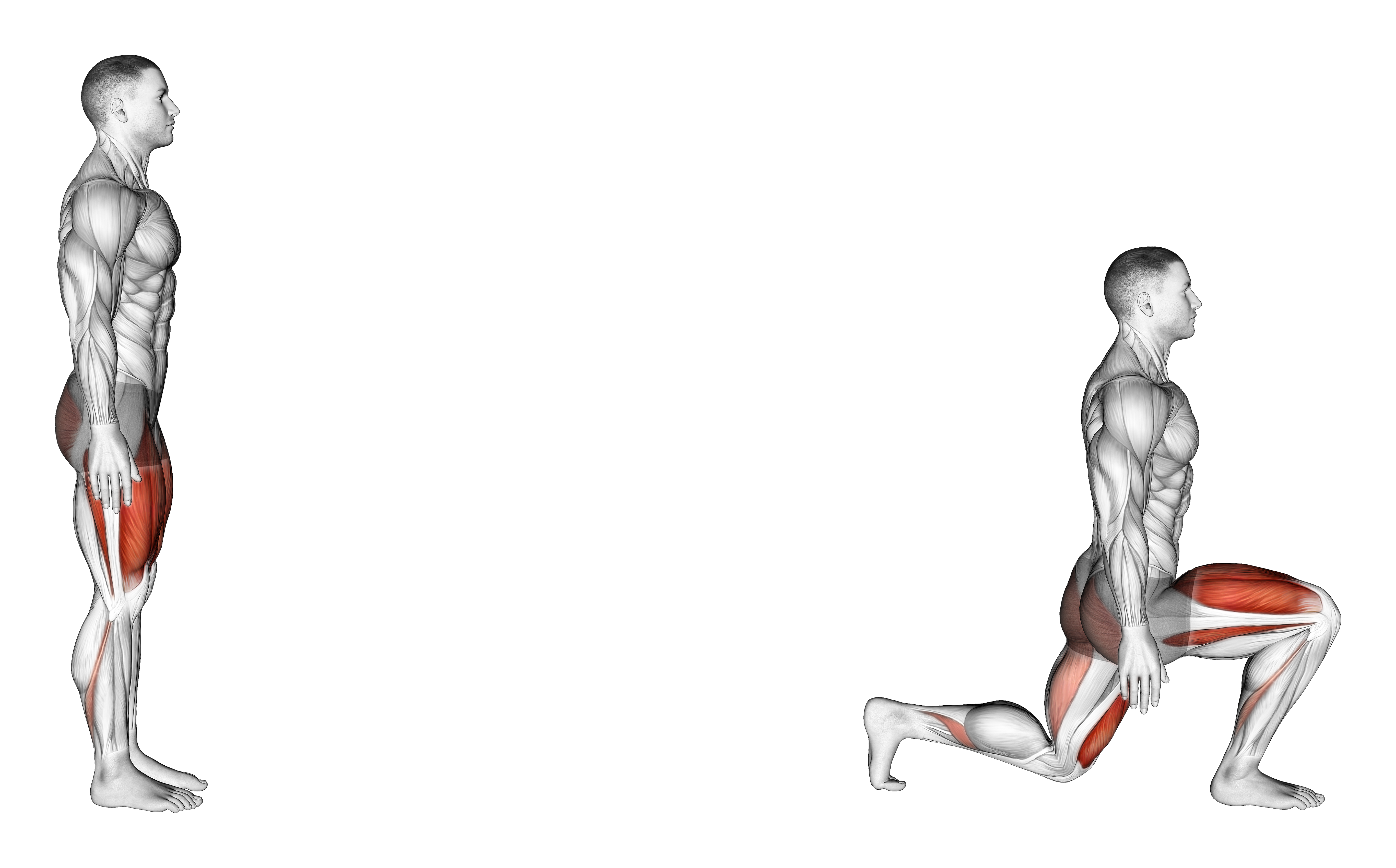 Bodyweight Forward Lunge (smaller Stance Upright Torso)