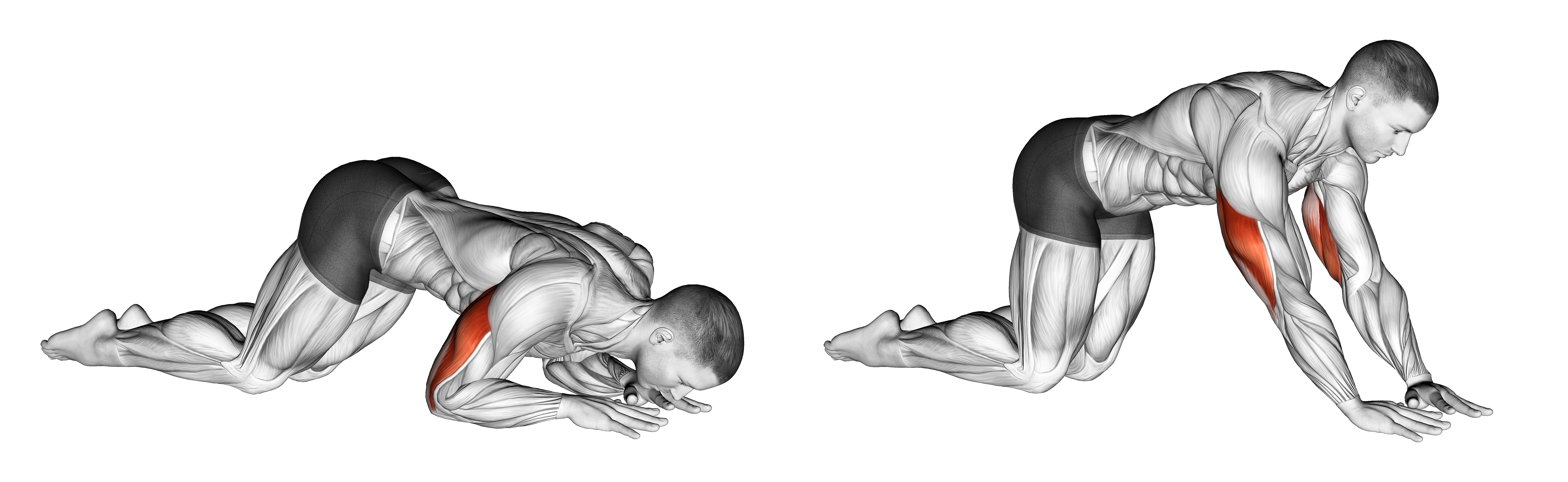 Bodyweight Kneeling Triceps Extension