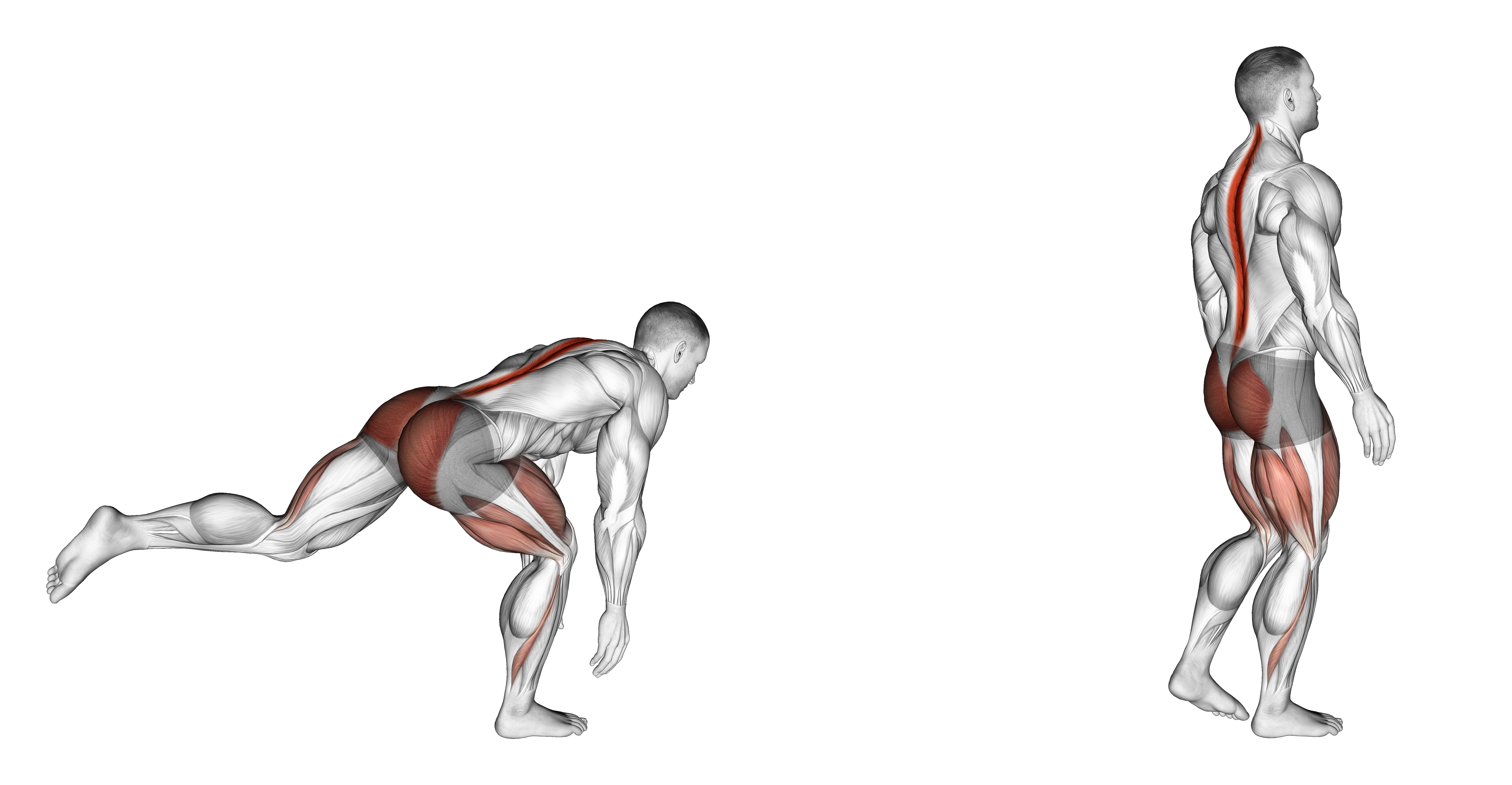 Bodyweight Single Leg Deadlift