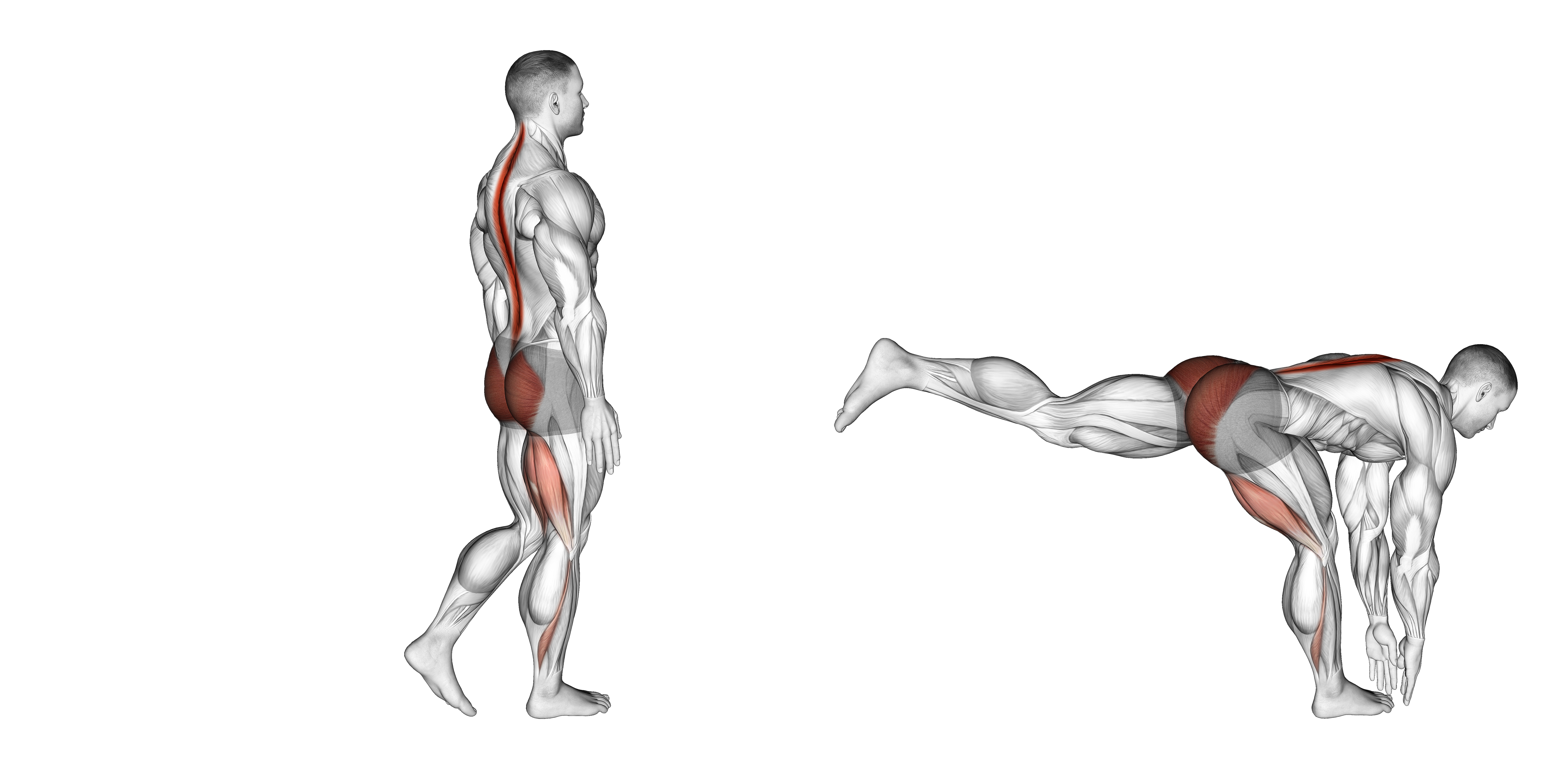 Bodyweight Single Leg Rdl