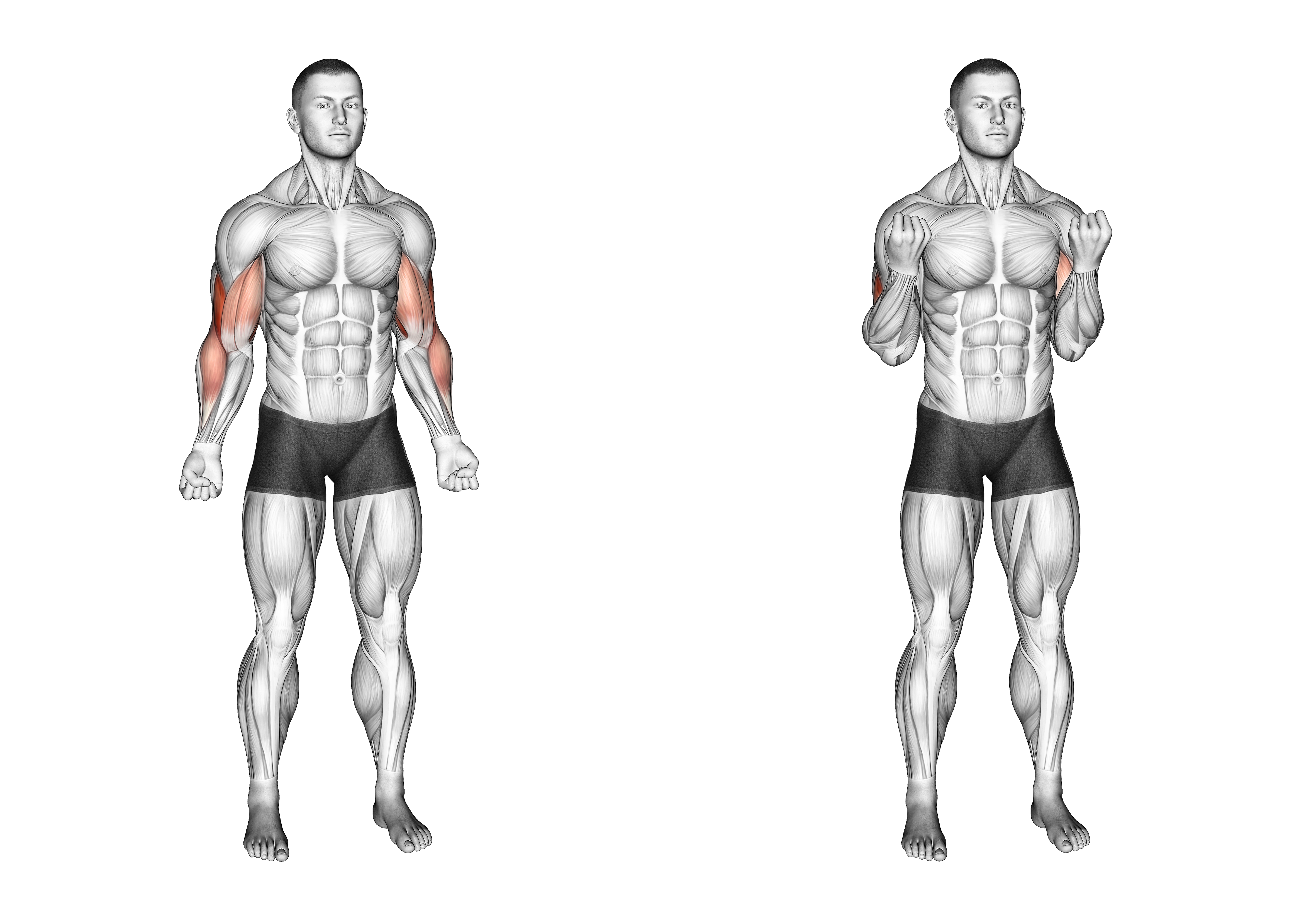 Bodyweight Standing Biceps Curl (version 2)