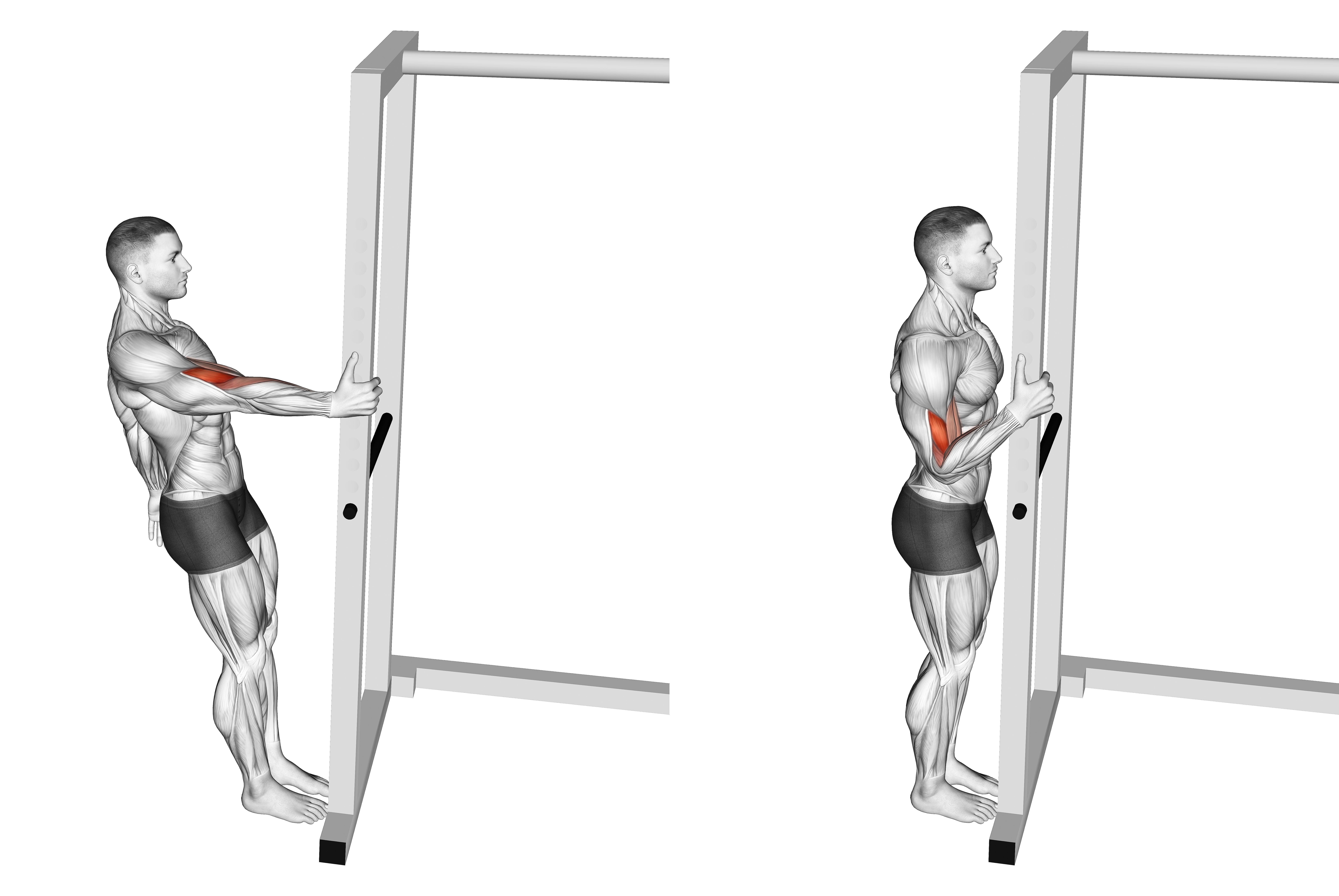 Bodyweight Standing Biceps Curl