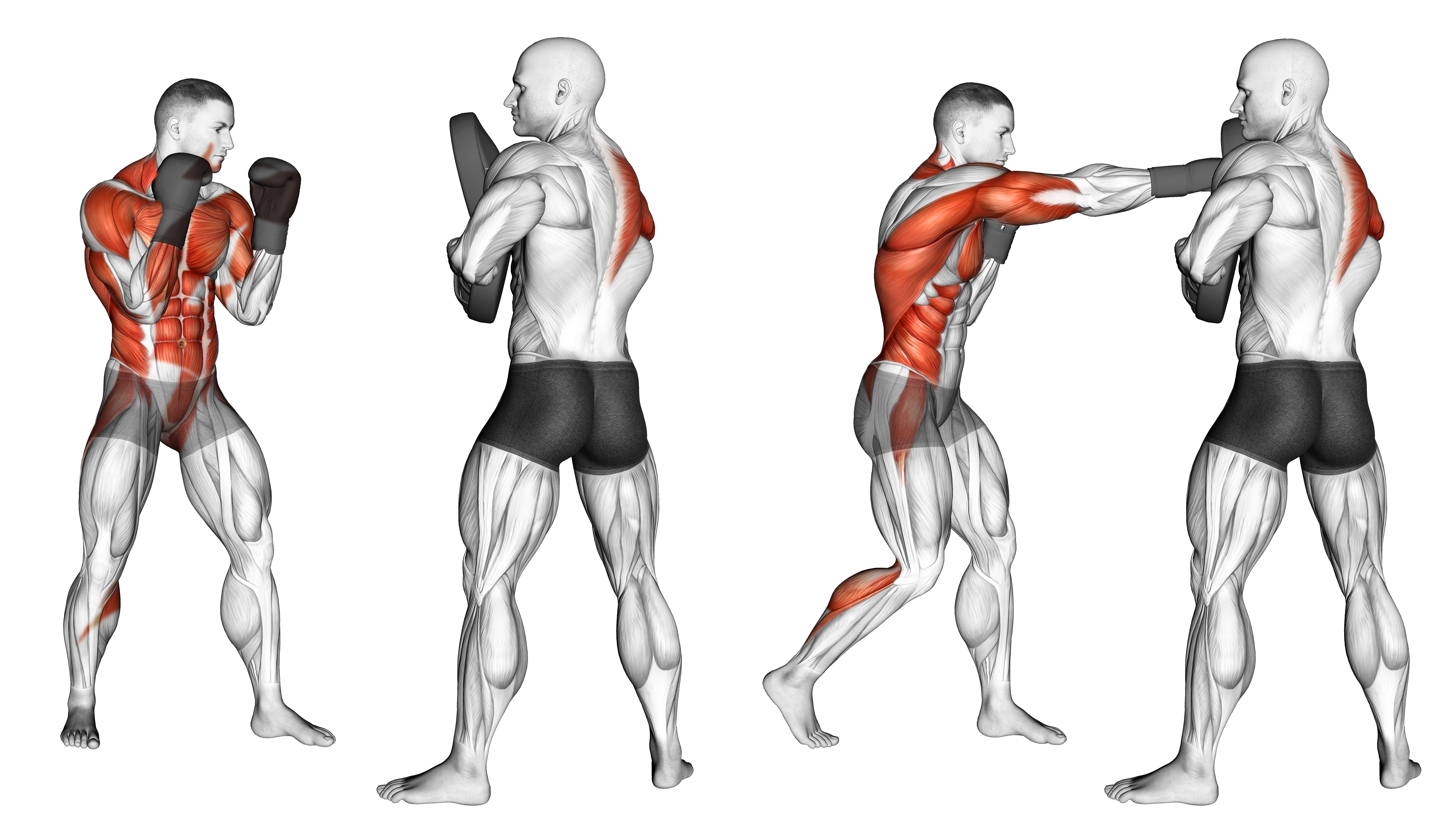 Boxing Right Cross (with Partner)