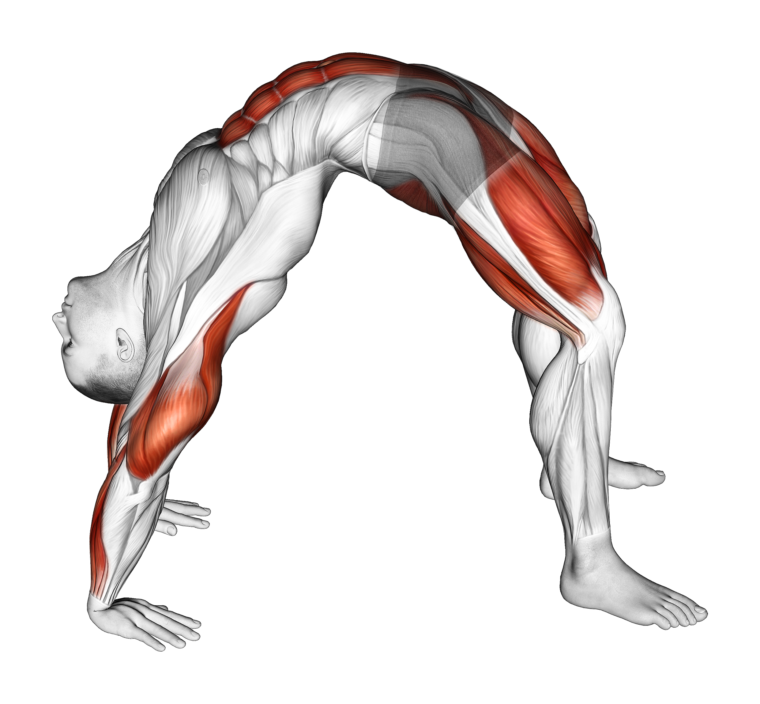 Bridge Pose Yoga Stretch