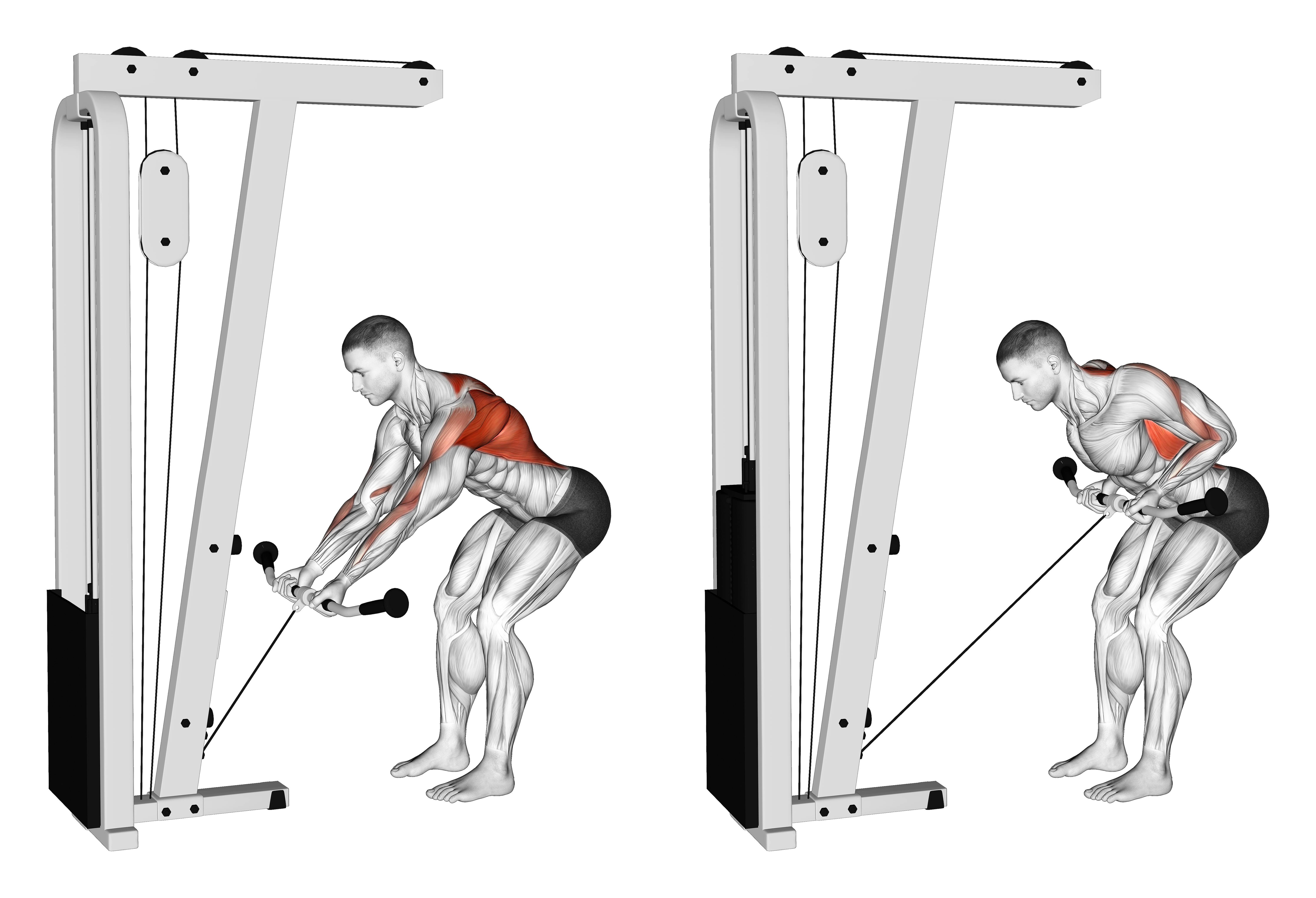 Cable Bent Over Reverse Grip Row