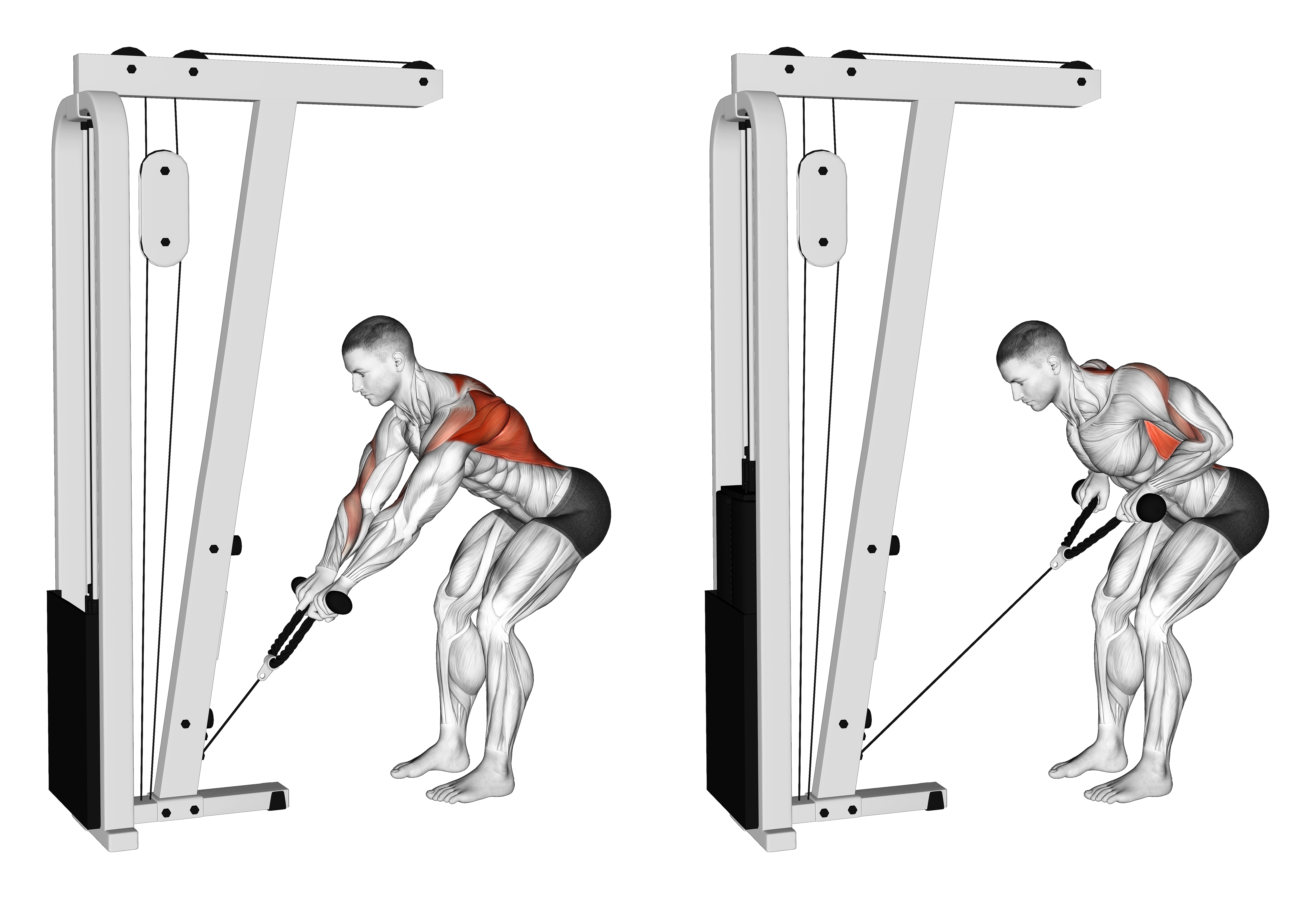 Cable Bent Over Row With Rope Attachment
