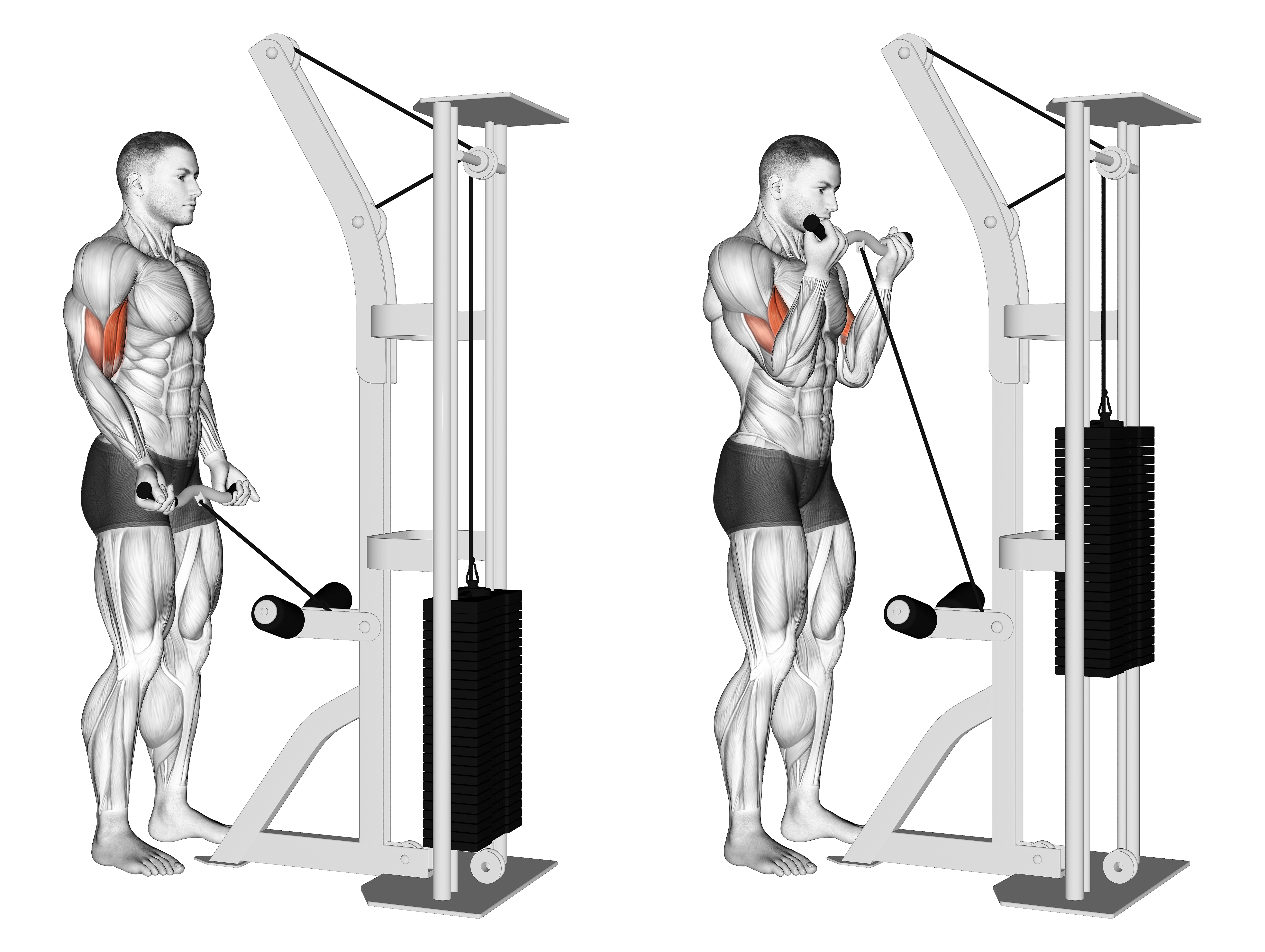 Cable Biceps Curl (SZ Bar)