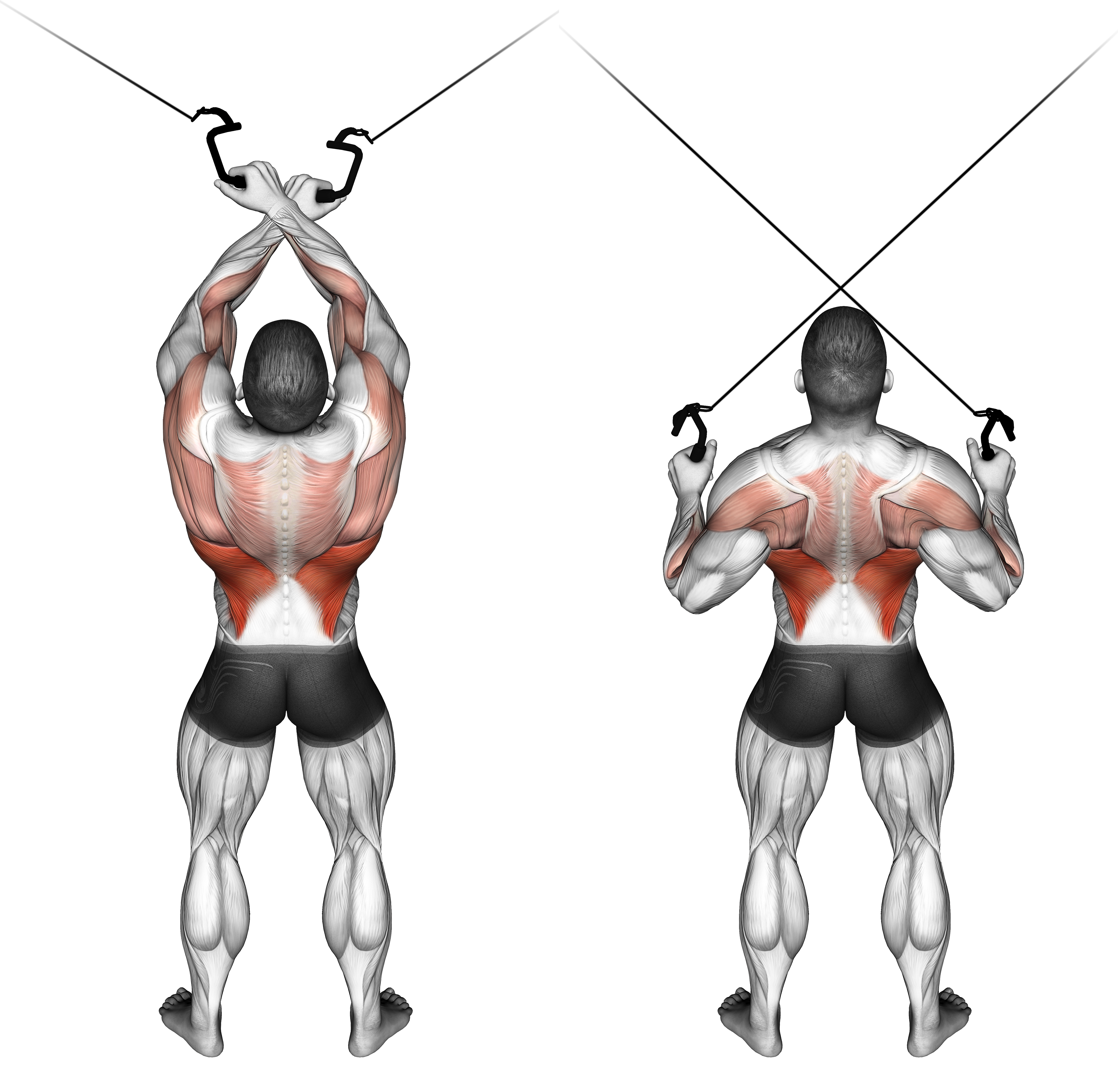 Cable Cross Over Lateral Pulldown