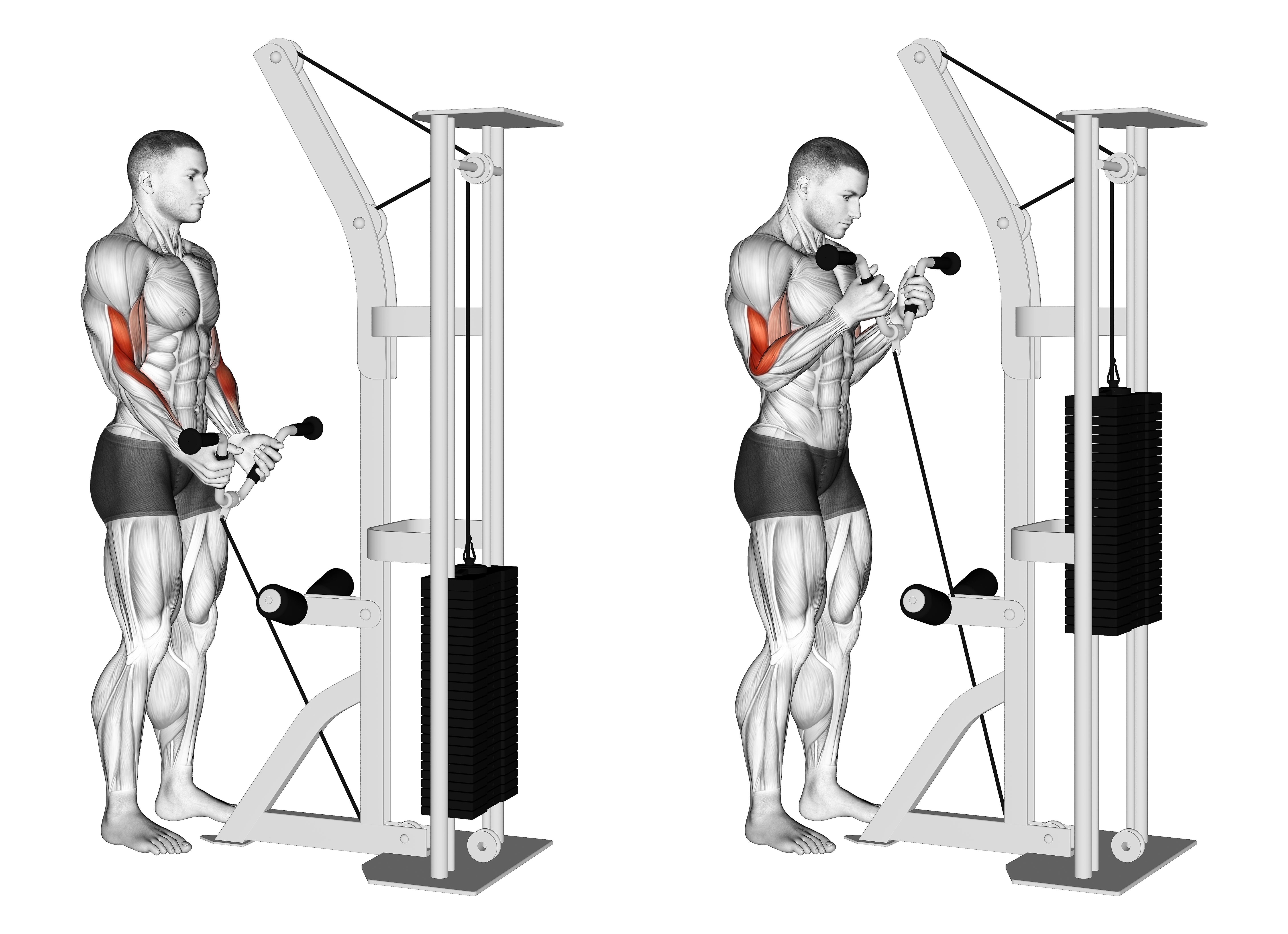 Cable Curl With Multipurpose V Bar