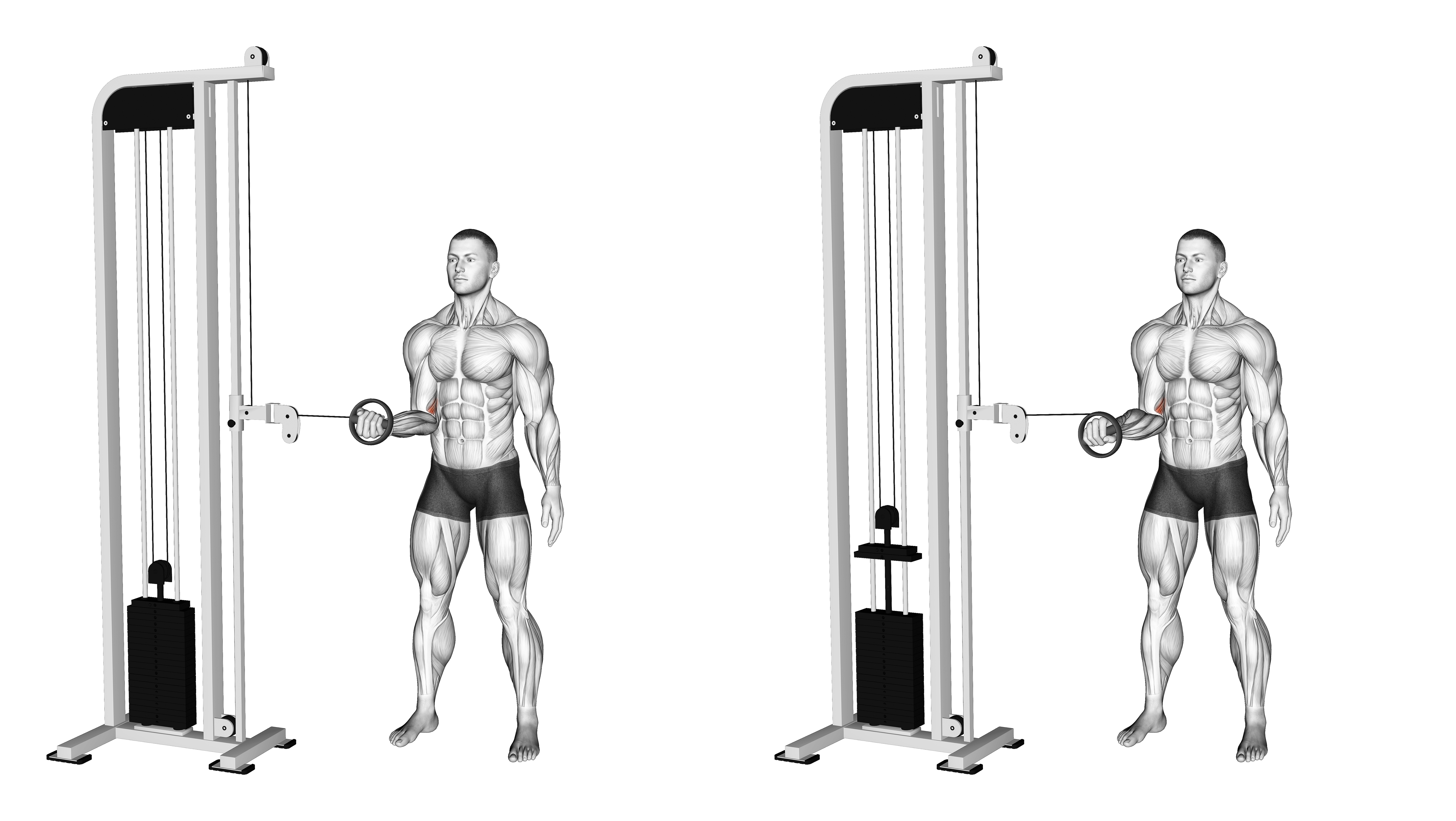 Cable Forearm Pronation