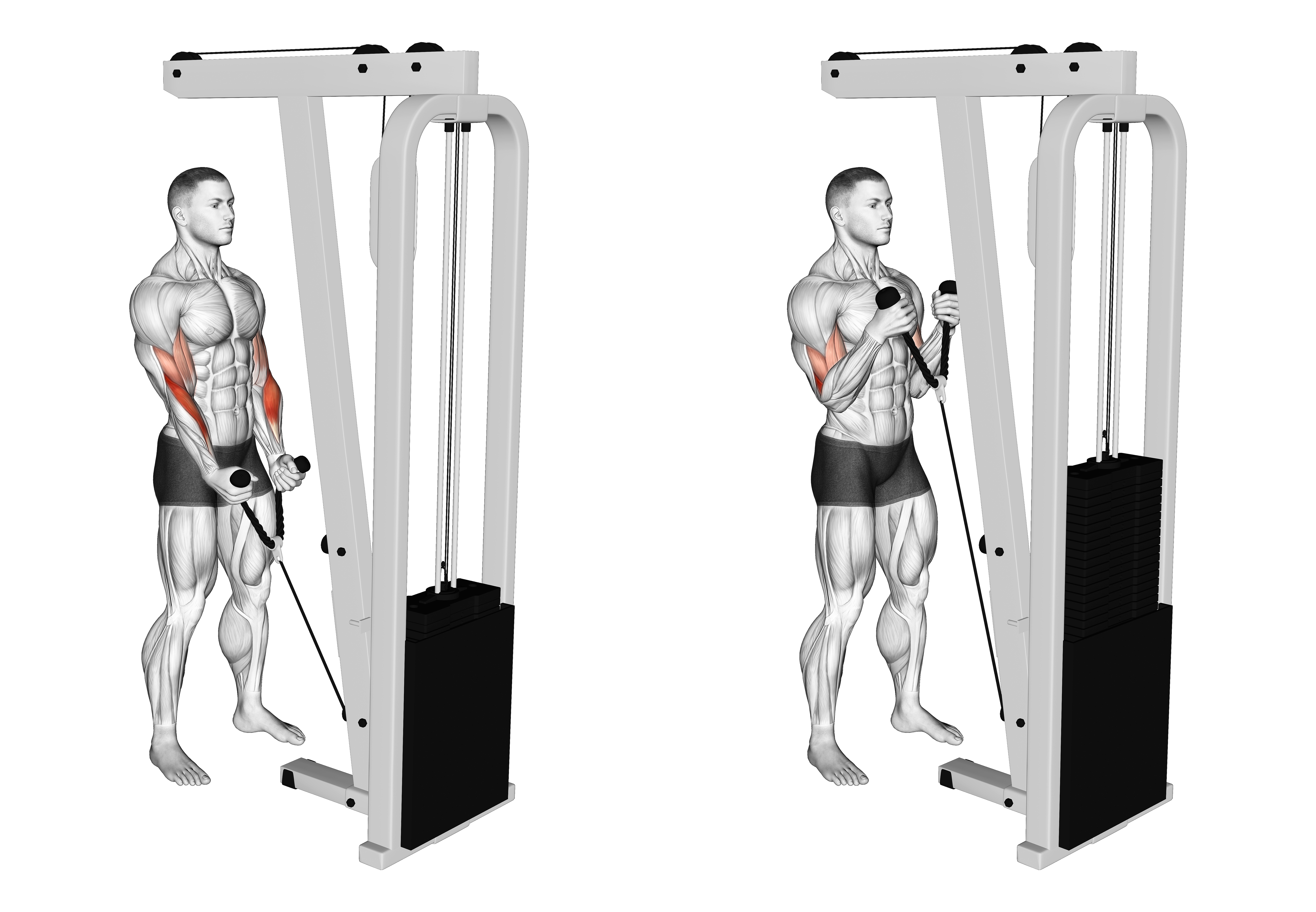 Cable Hammer Curl (with Rope Attachment)