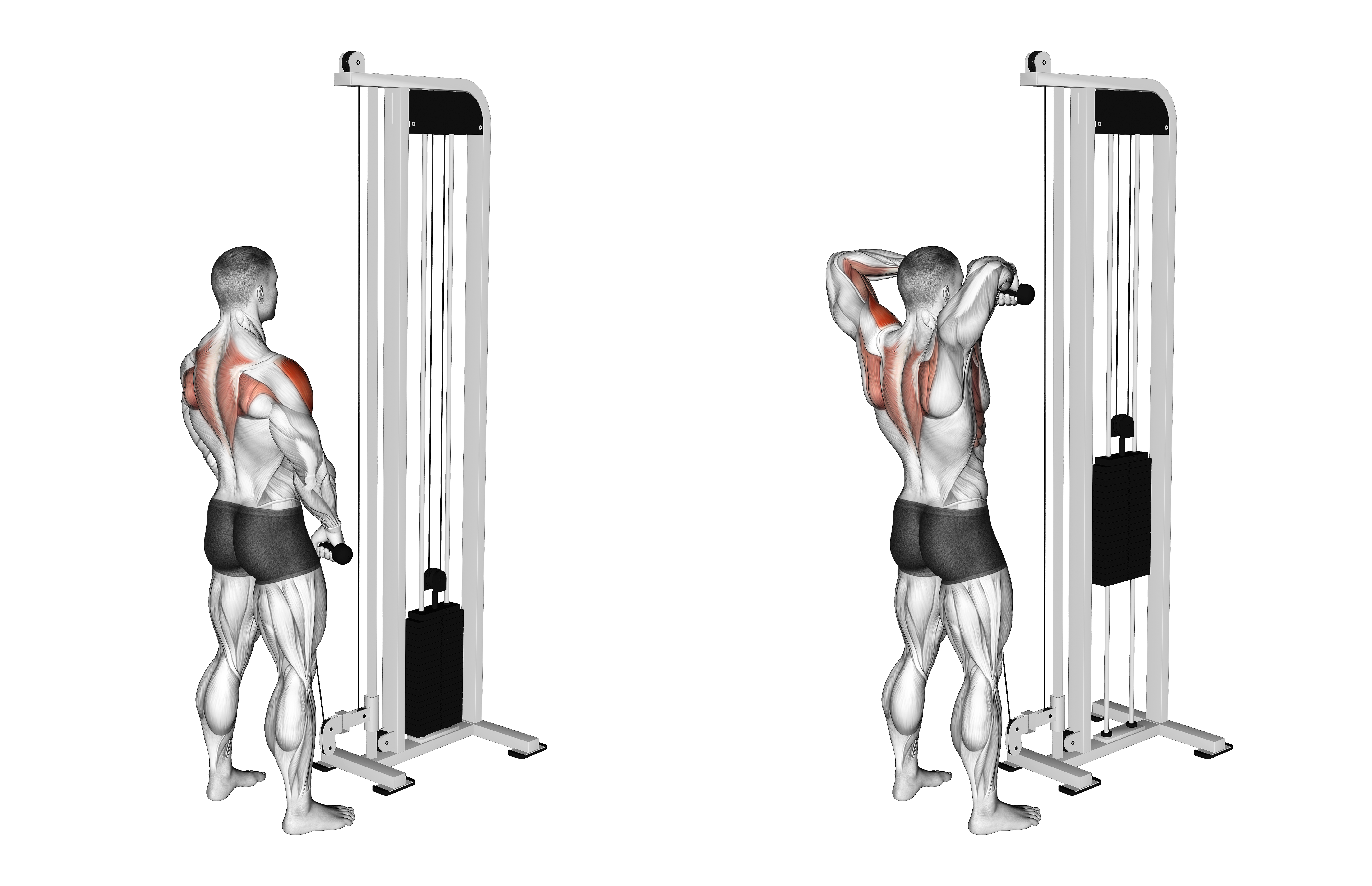 Cable High Pull With Rope Attachment