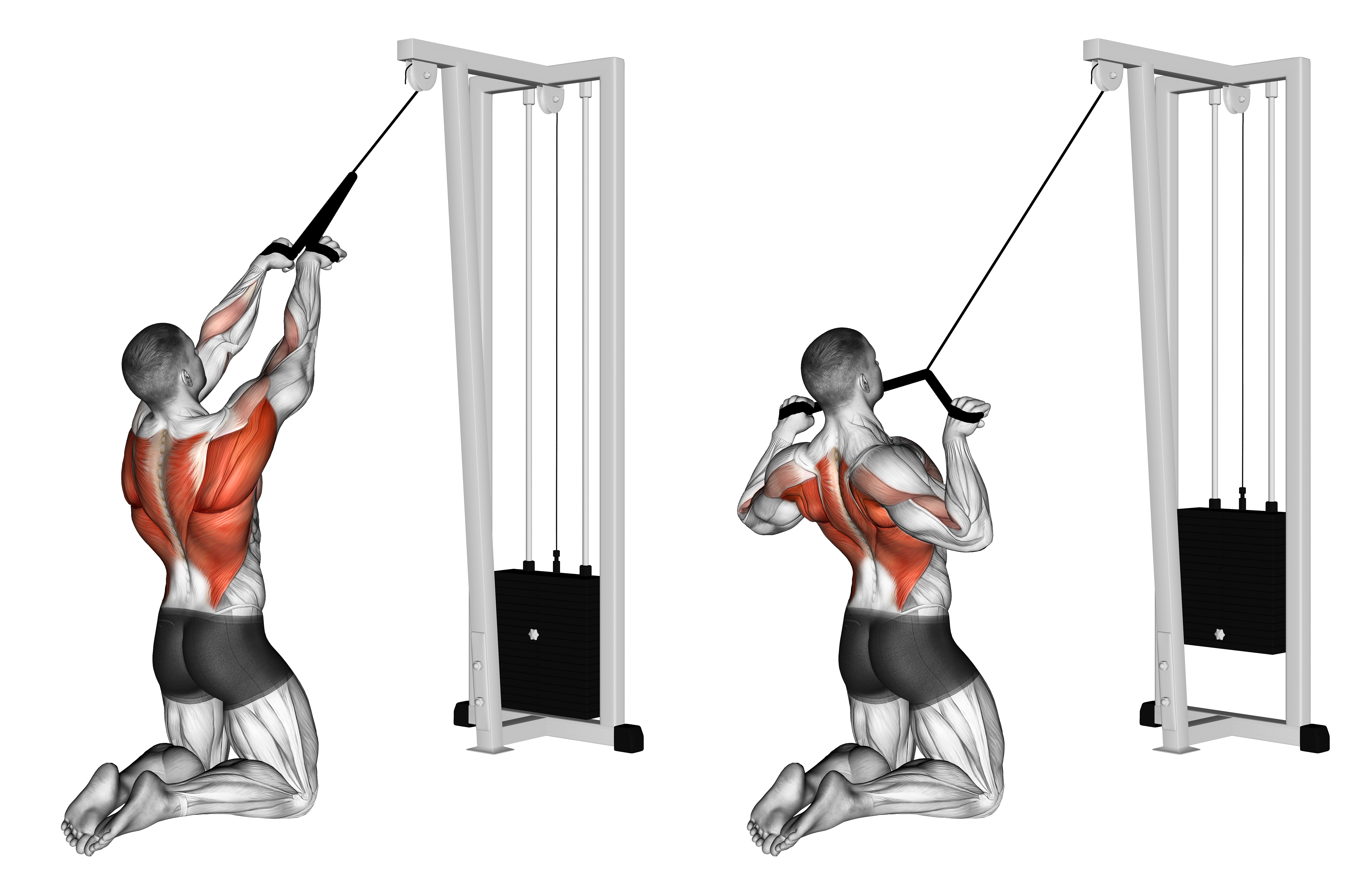 Cable High Row (kneeling, Rope Attachment)
