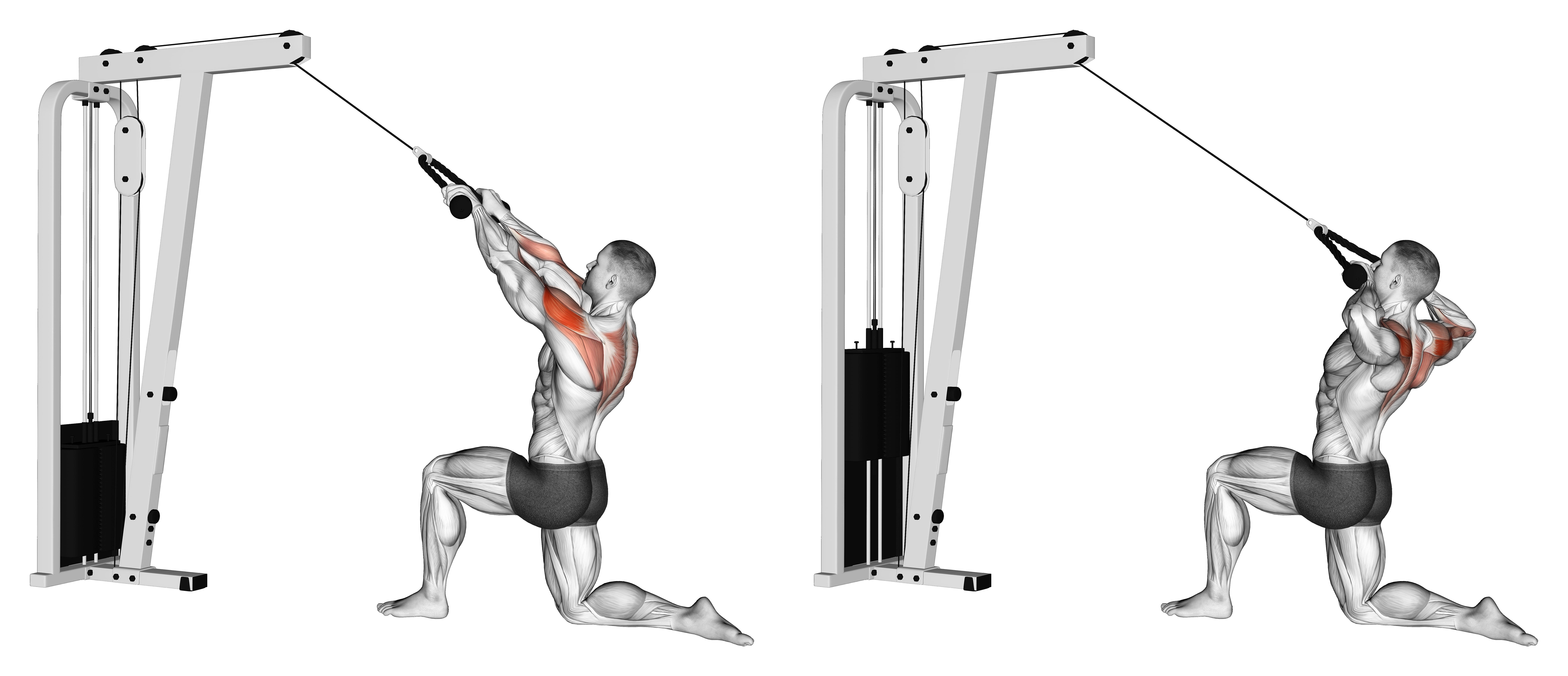 Cable Kneeling Rear Delt Row With Rope