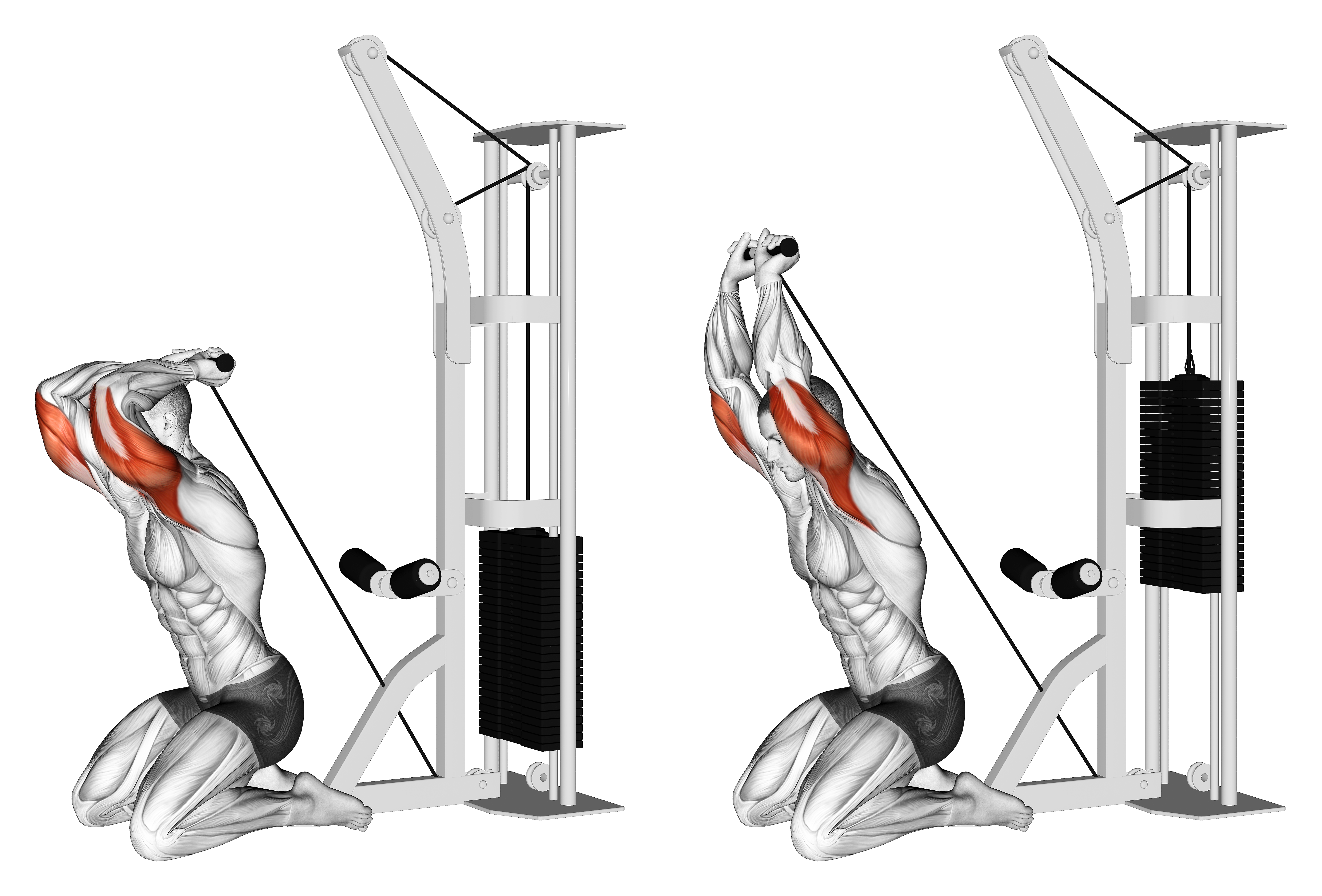 Cable Kneeling Triceps Extension (version 2)