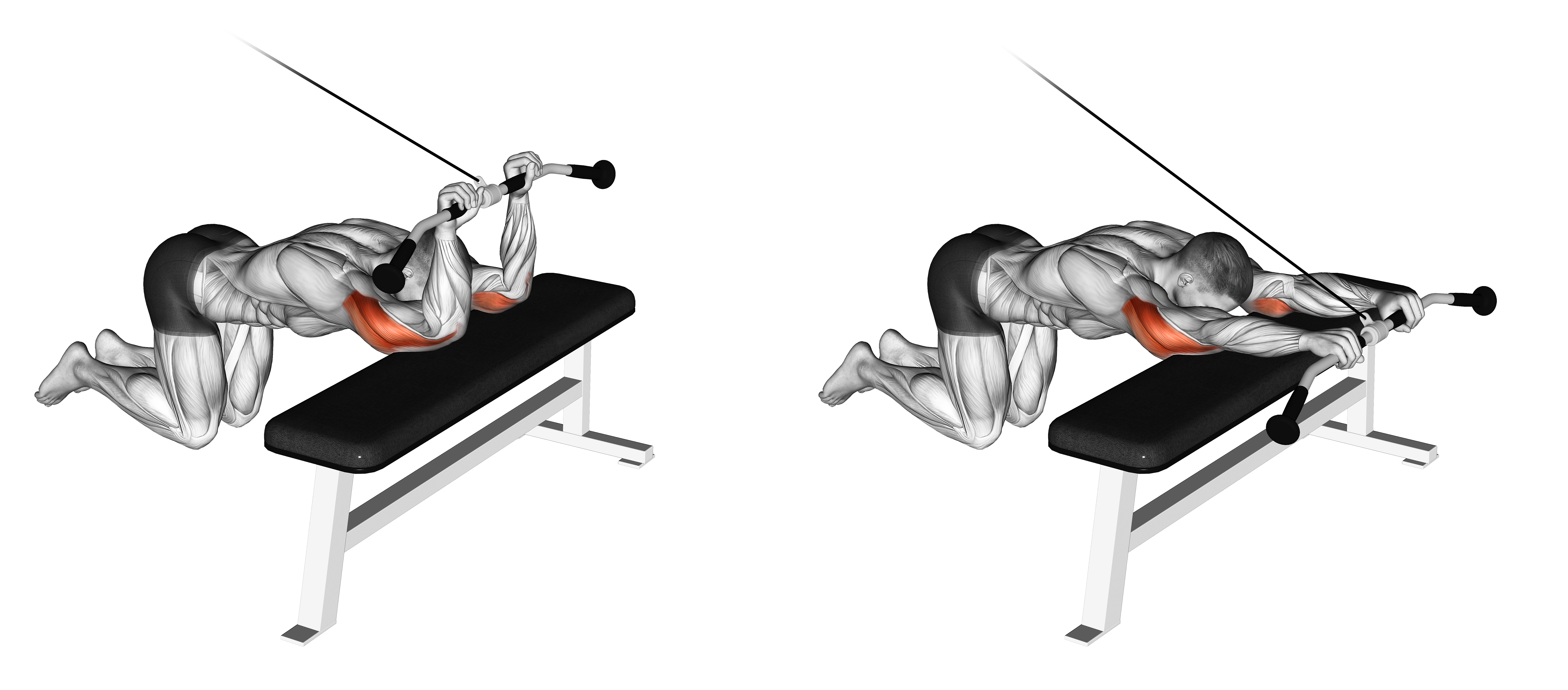 Cable Kneeling Triceps Extension