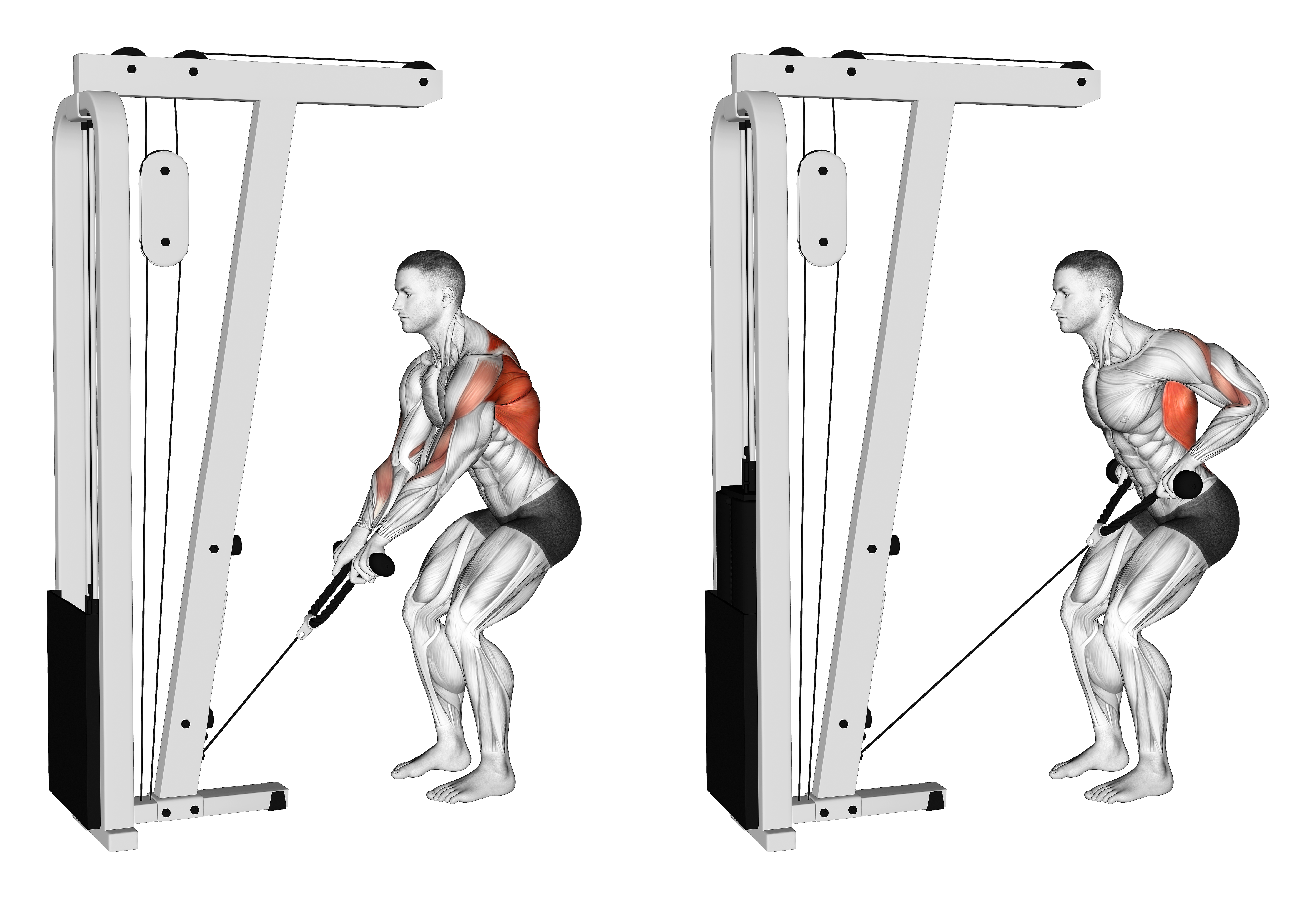 Cable Low Row With Rope Attachment