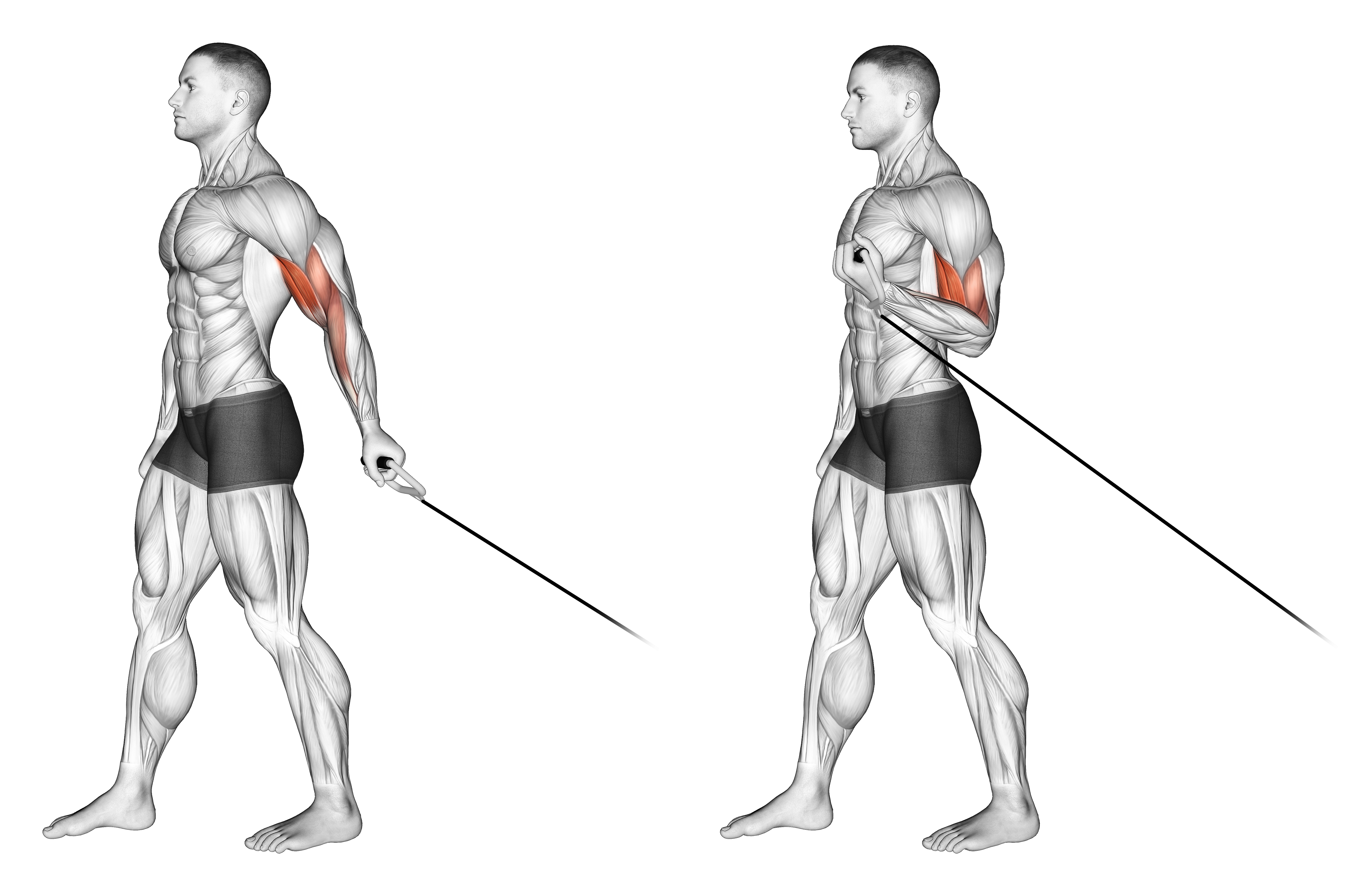 Cable One Arm Biceps Curl (version 2)