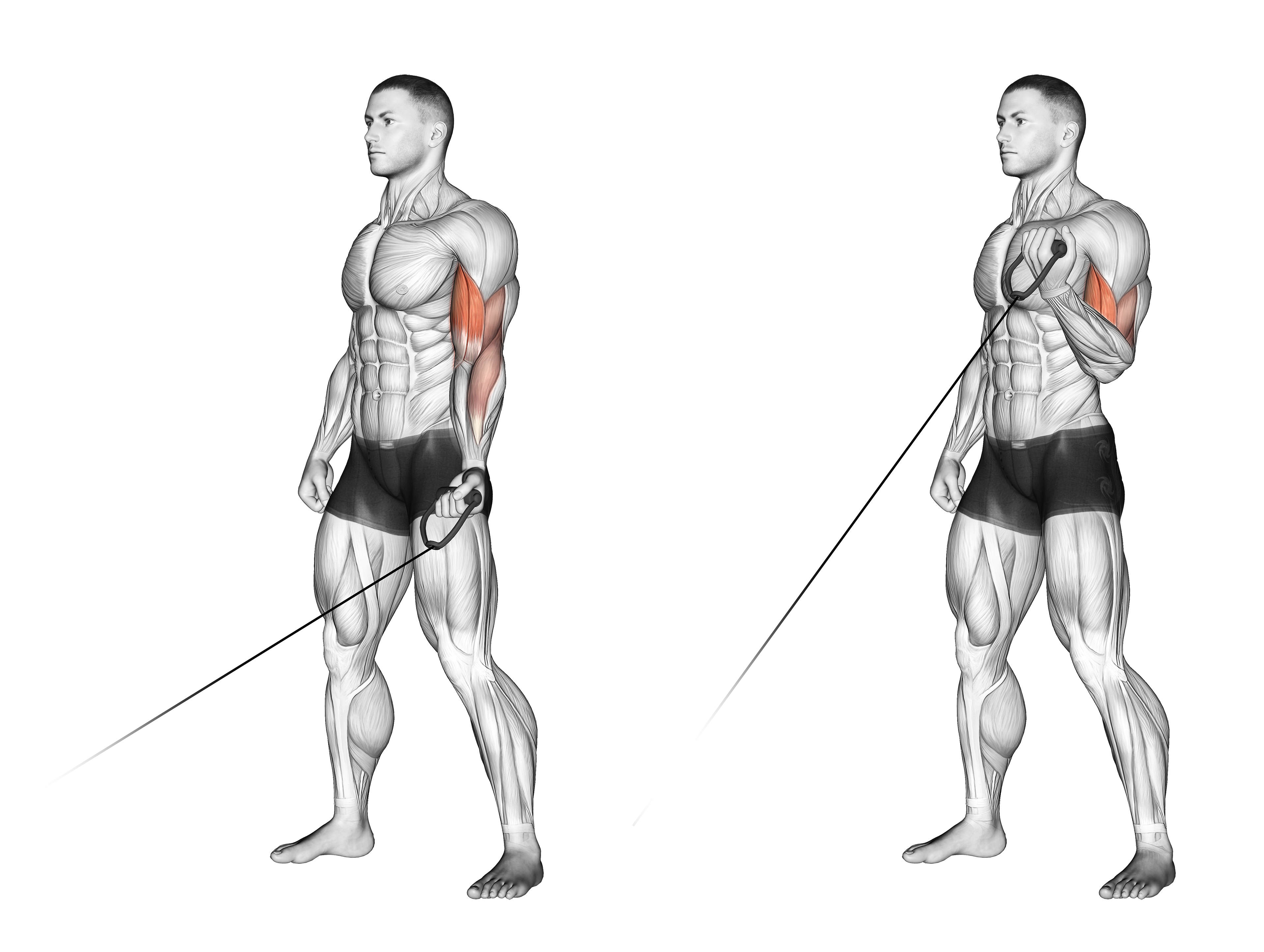Cable One Arm Curl