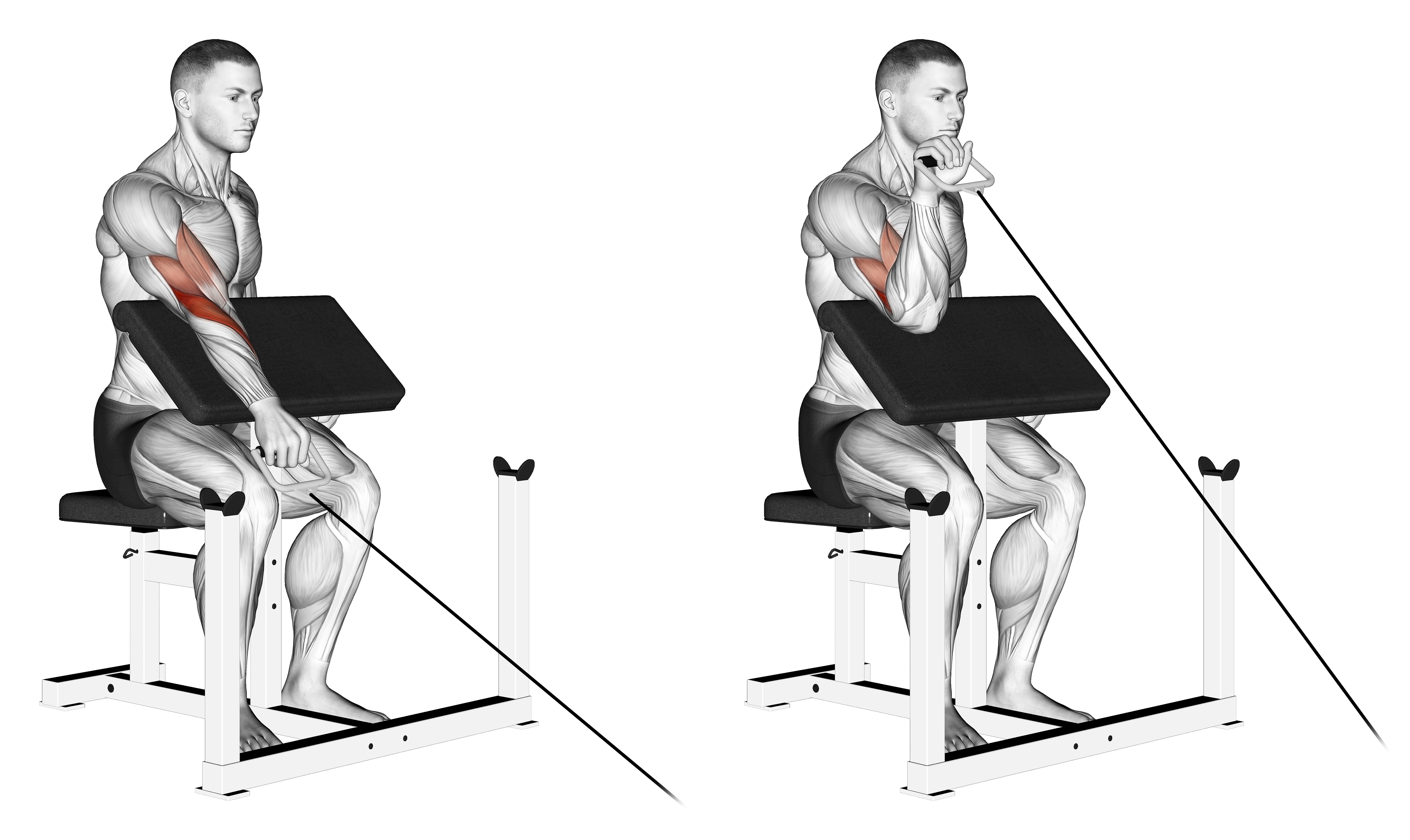 Cable One Arm Reverse Preacher Curl