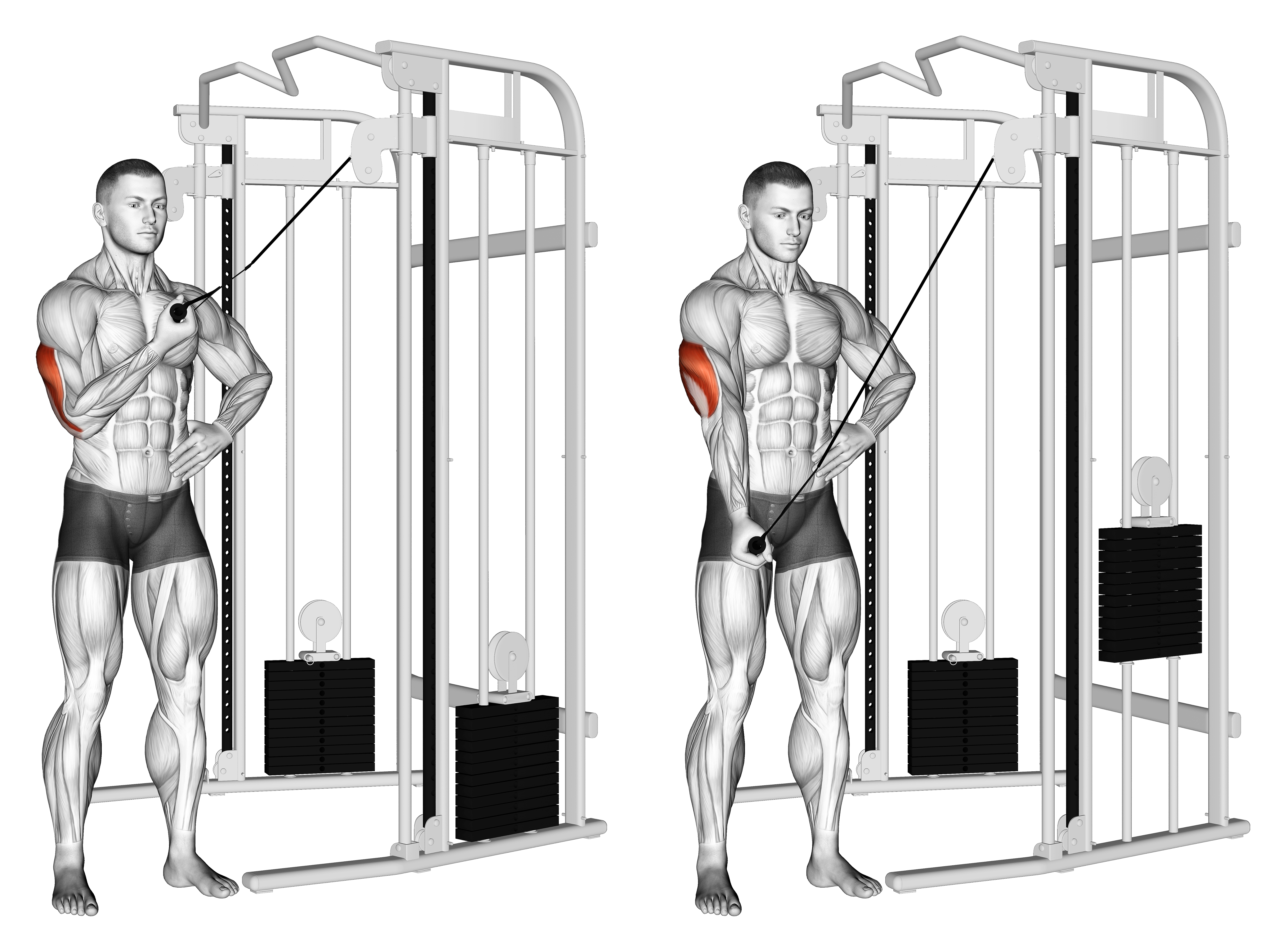 Cable One Arm Side Triceps Pushdown