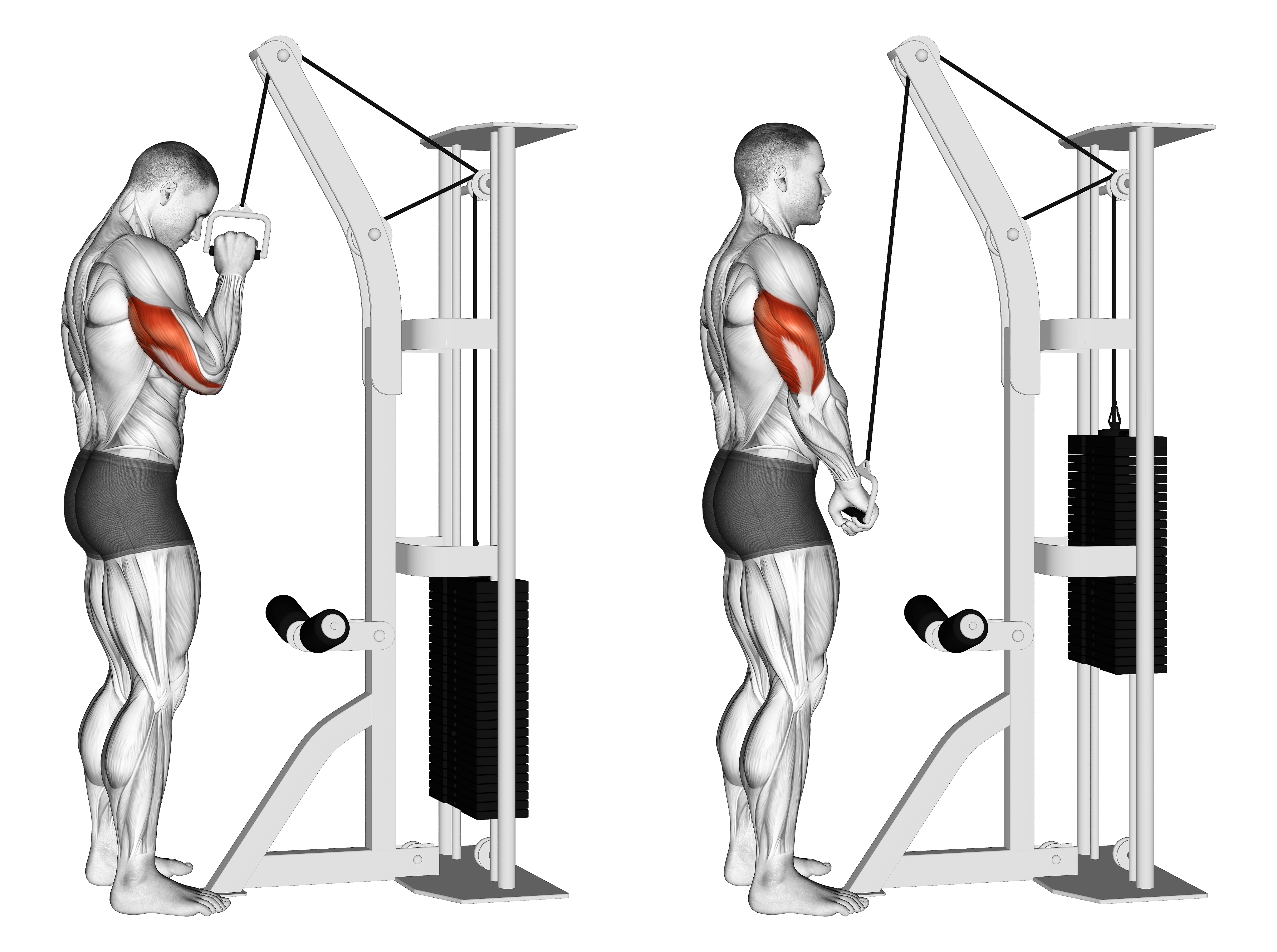 Cable One Arm Tricep Pushdown