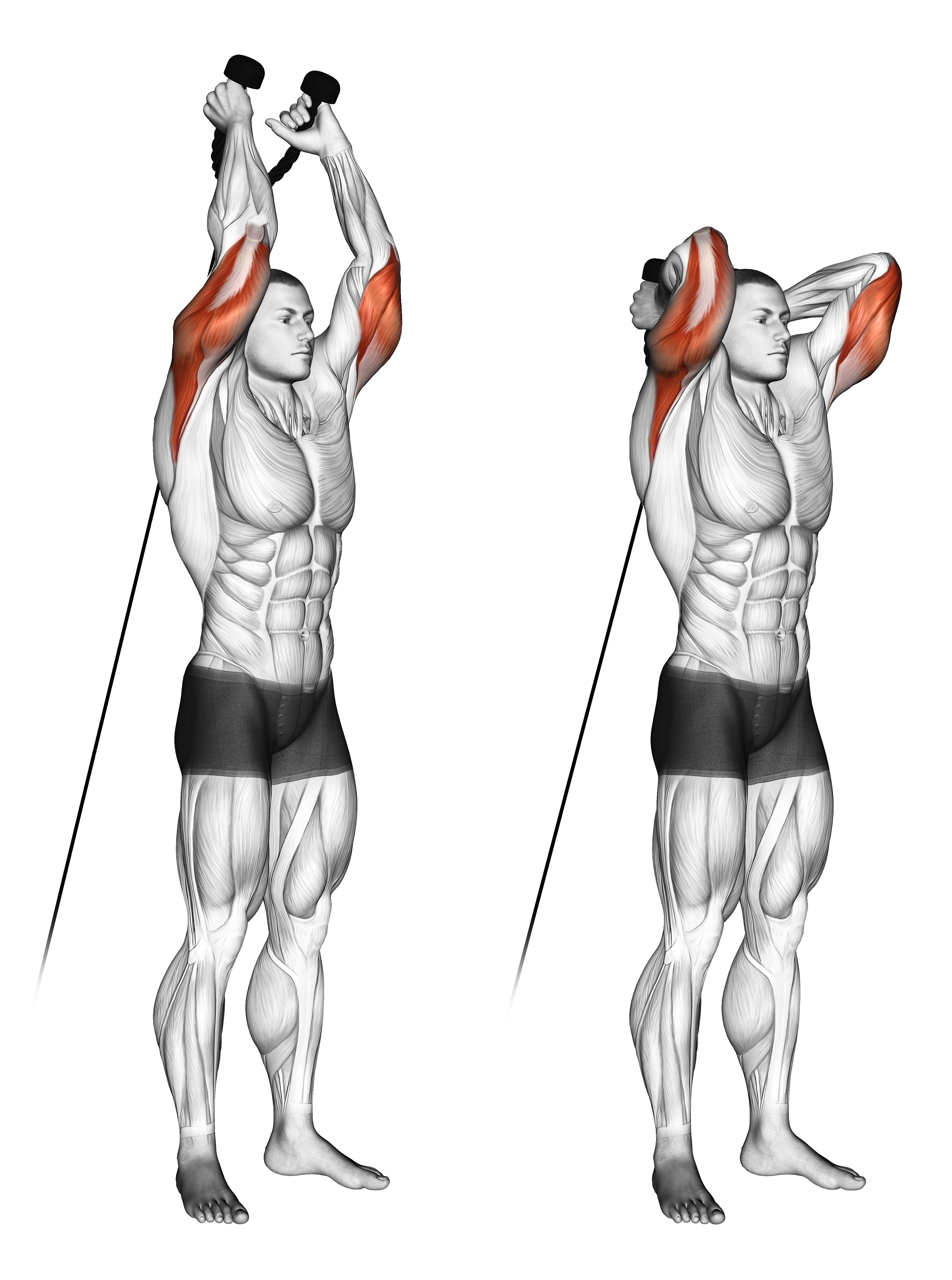 Cable Overhead Triceps Extension (rope Attachment)