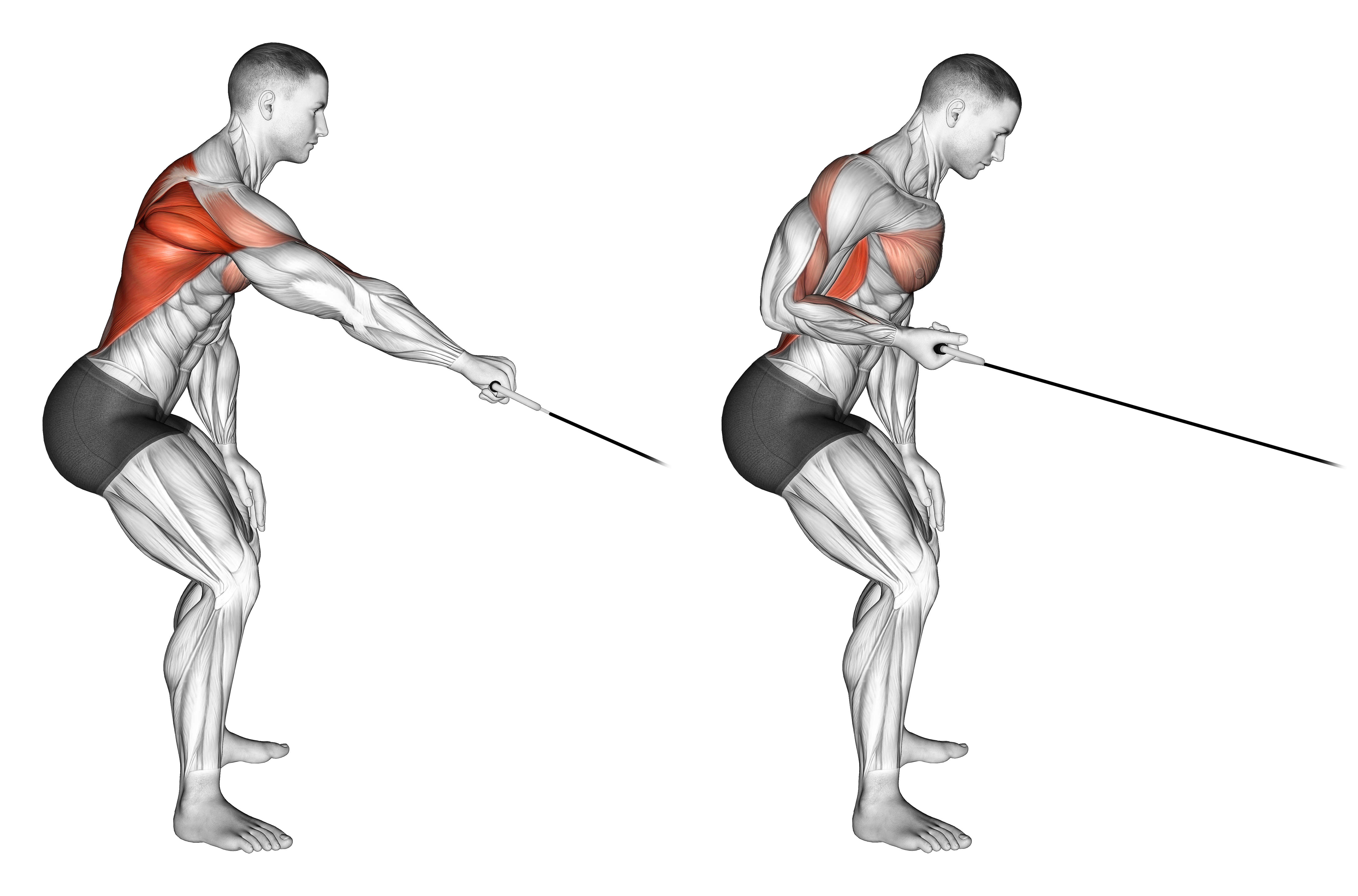 Cable Palm Rotational Row