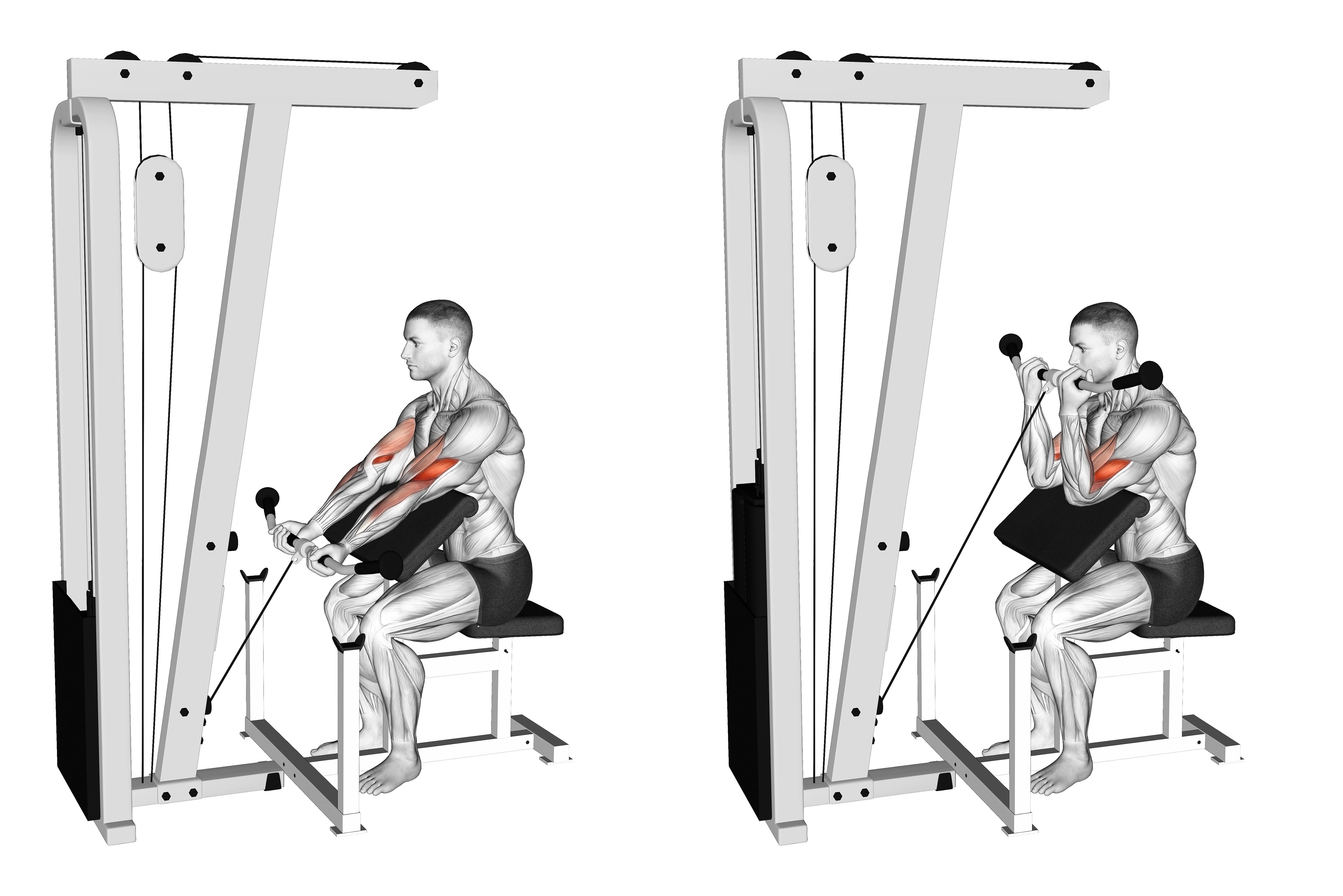 Cable Preacher Curl