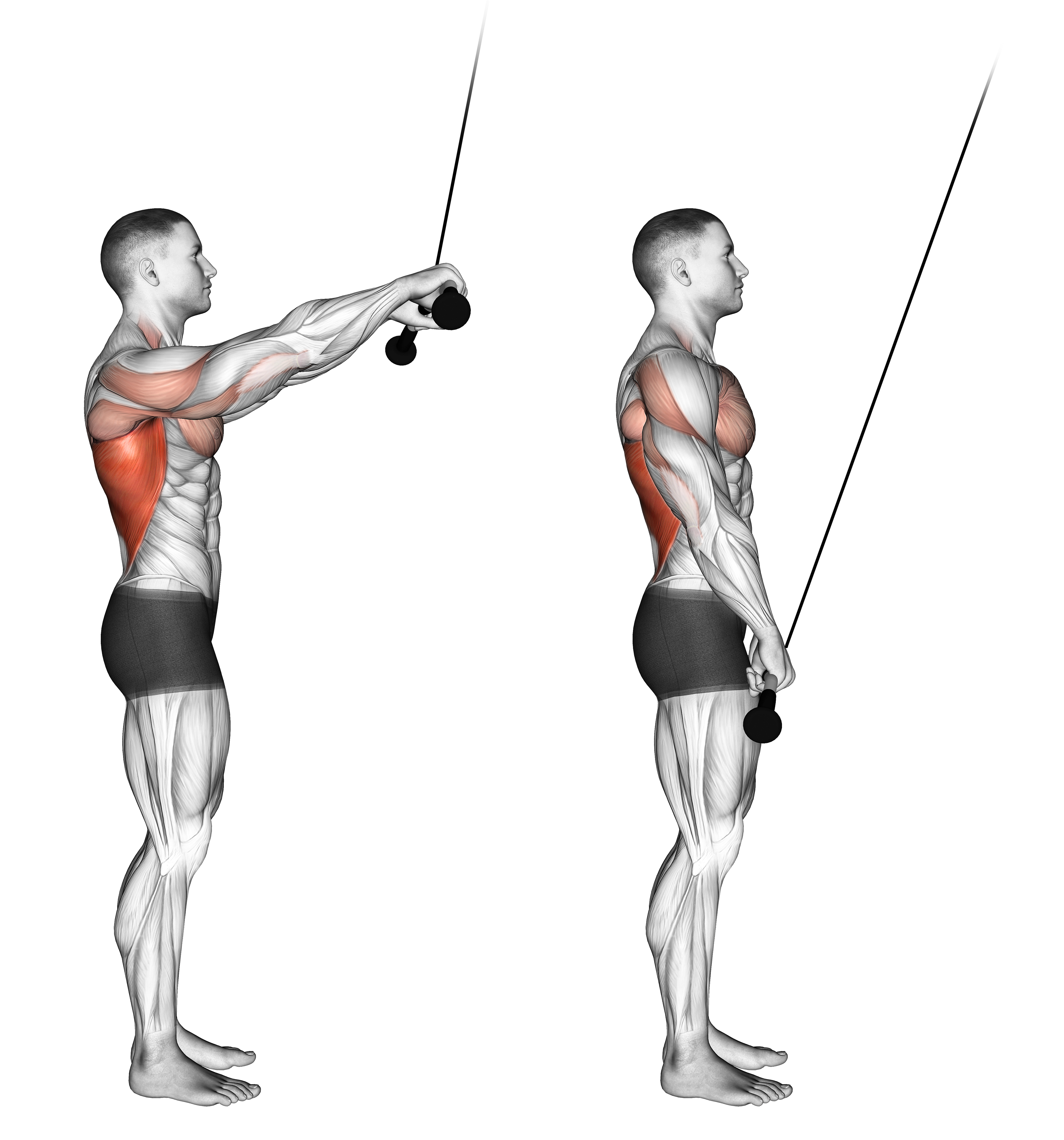 Cable Pushdown (straight Arm) Ii