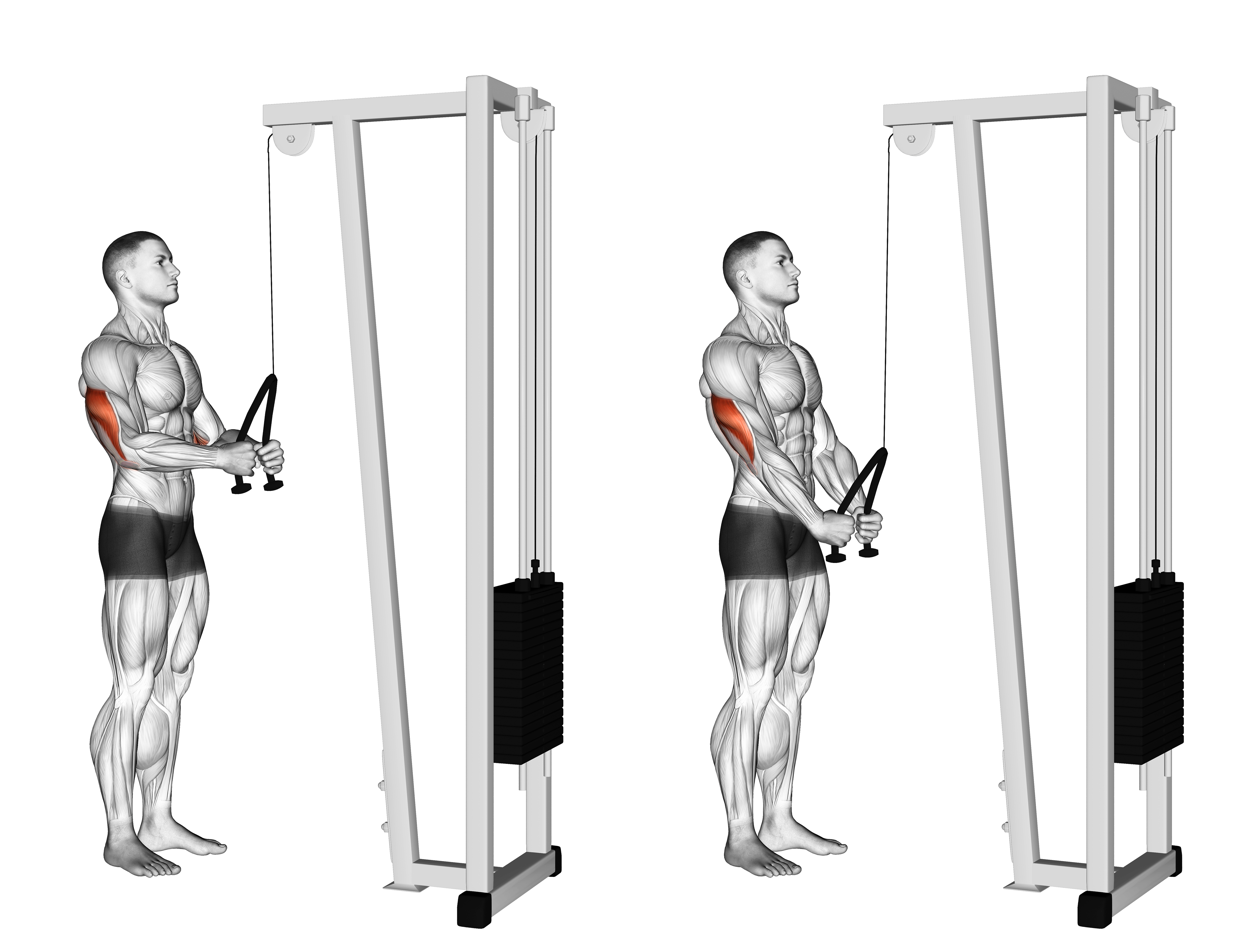 Cable Pushdown (with Rope Attachment)