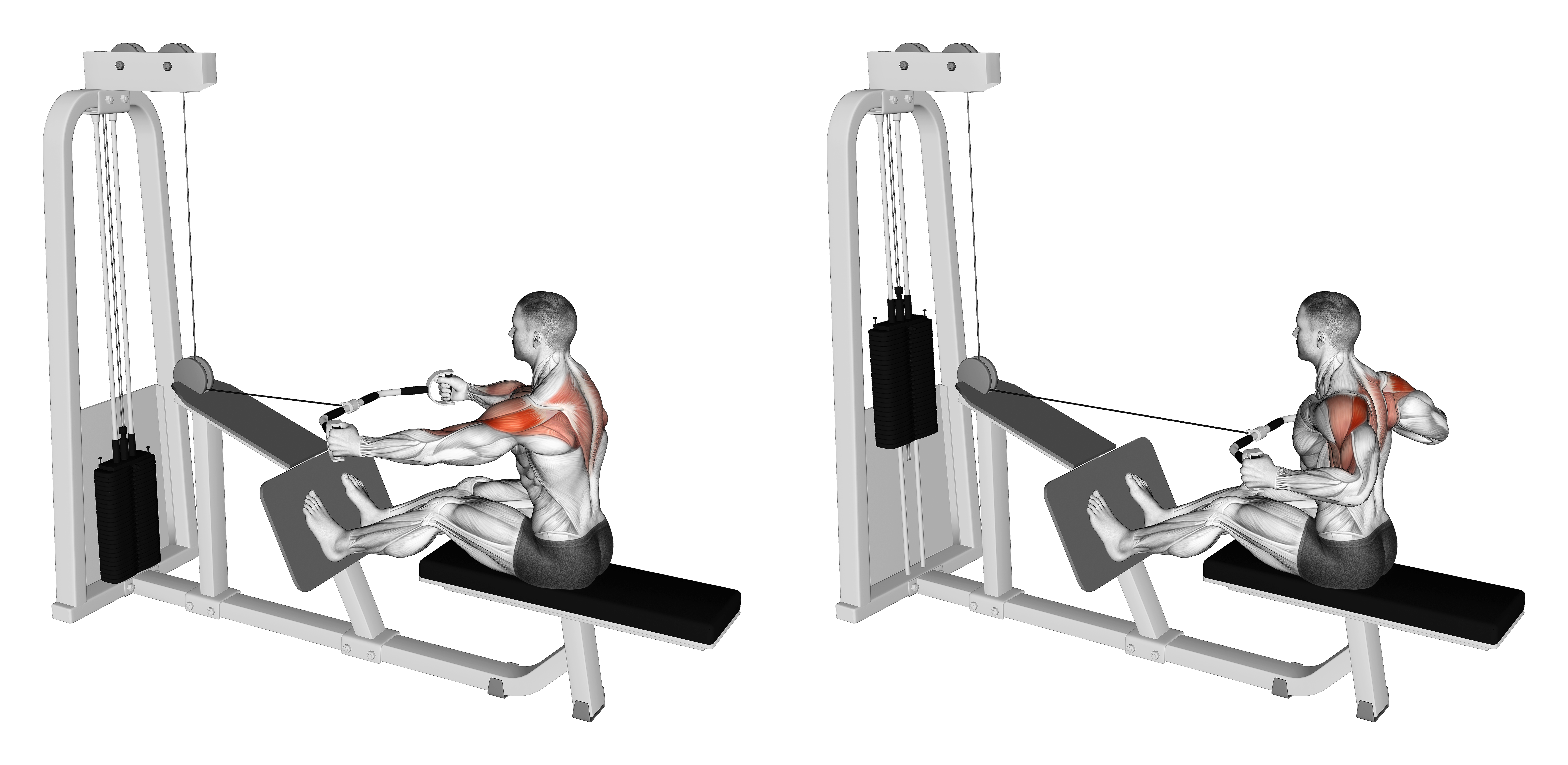 Cable Rear Delt Row (parallel Bar)