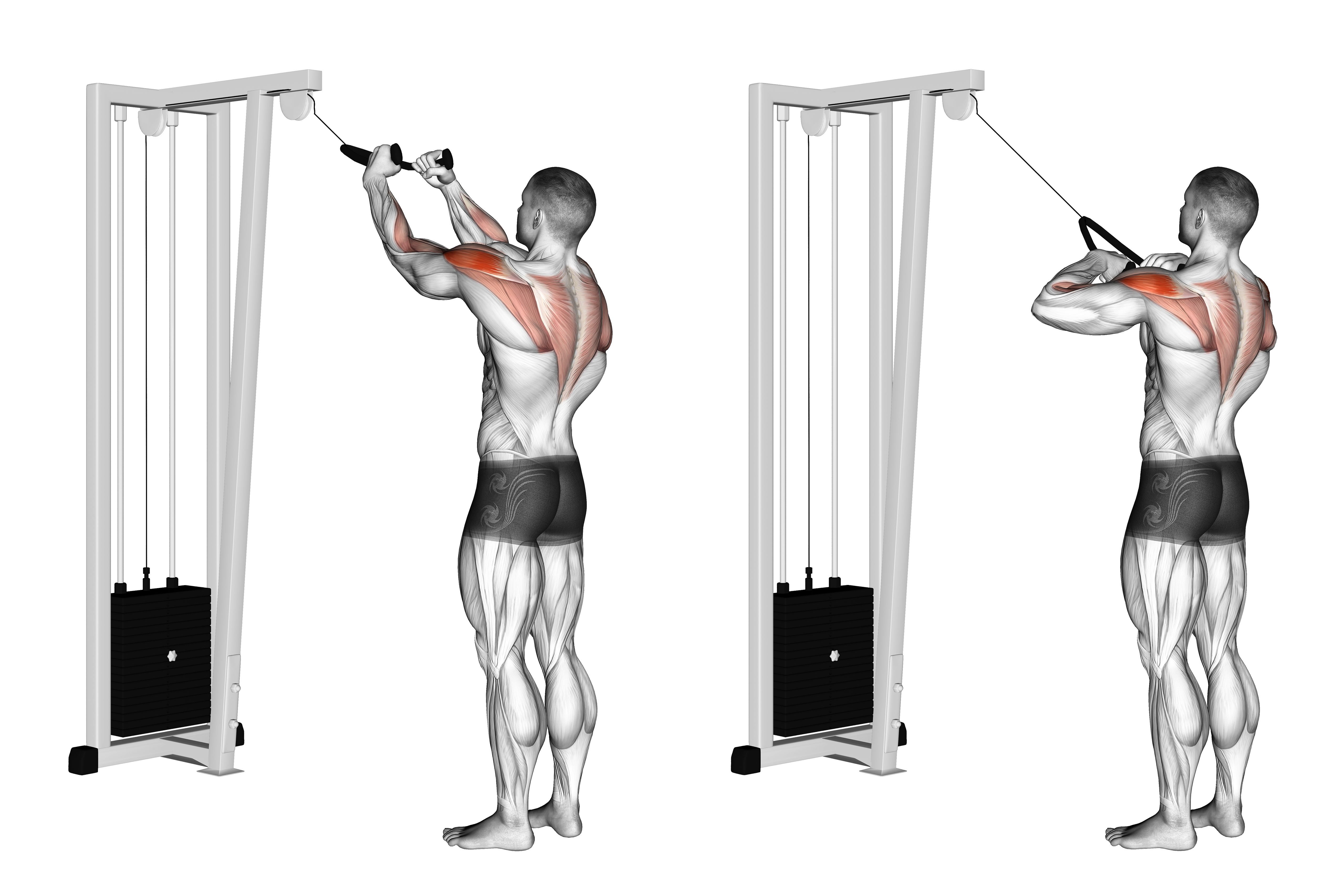 Cable Rear Delt Row (with Rope)