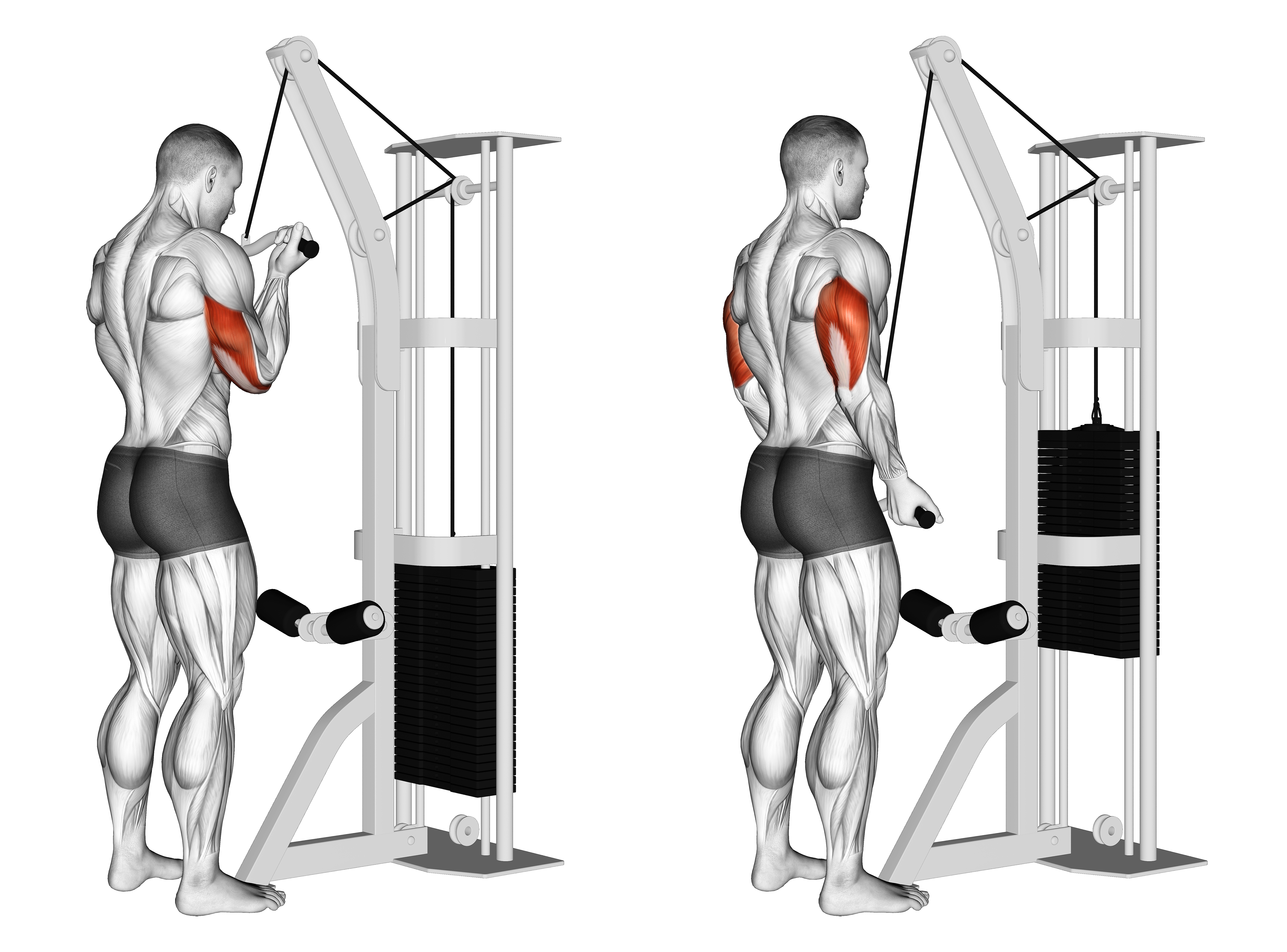 Cable Reverse Grip Triceps Pushdown (sz Bar)