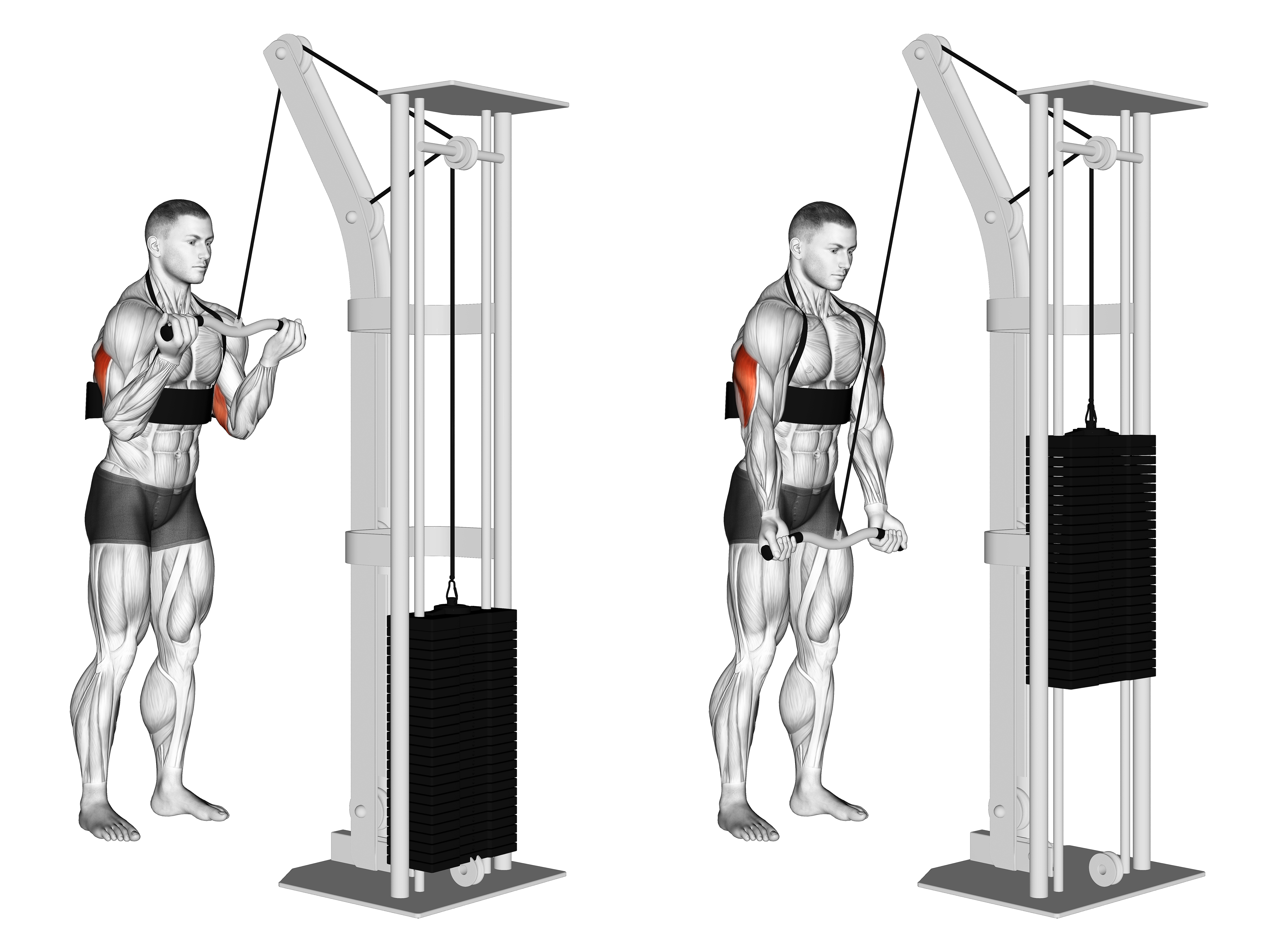 Cable Reverse Grip Triceps Pushdown (with Arm Blaster)
