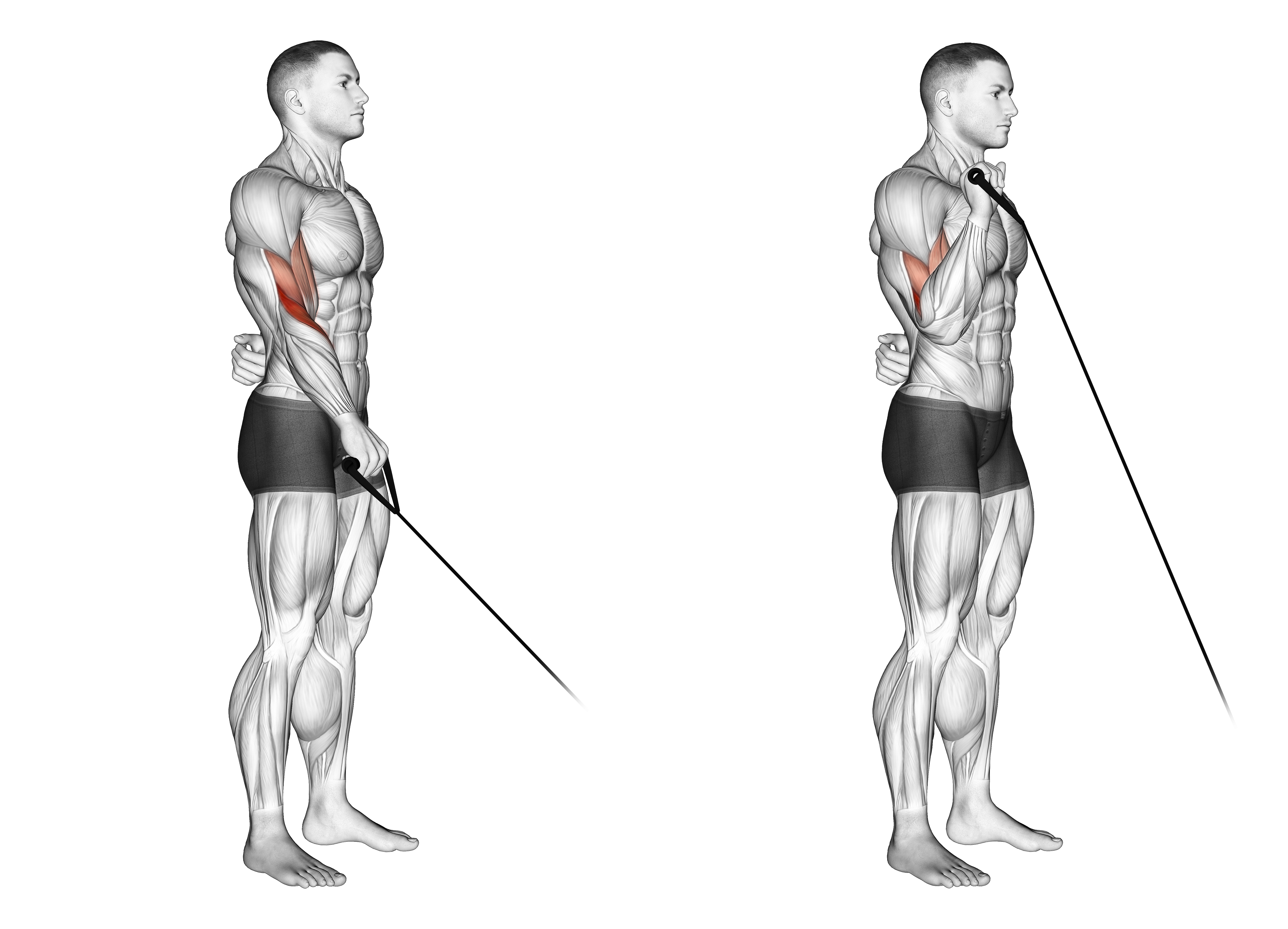 Cable Reverse One Arm Curl