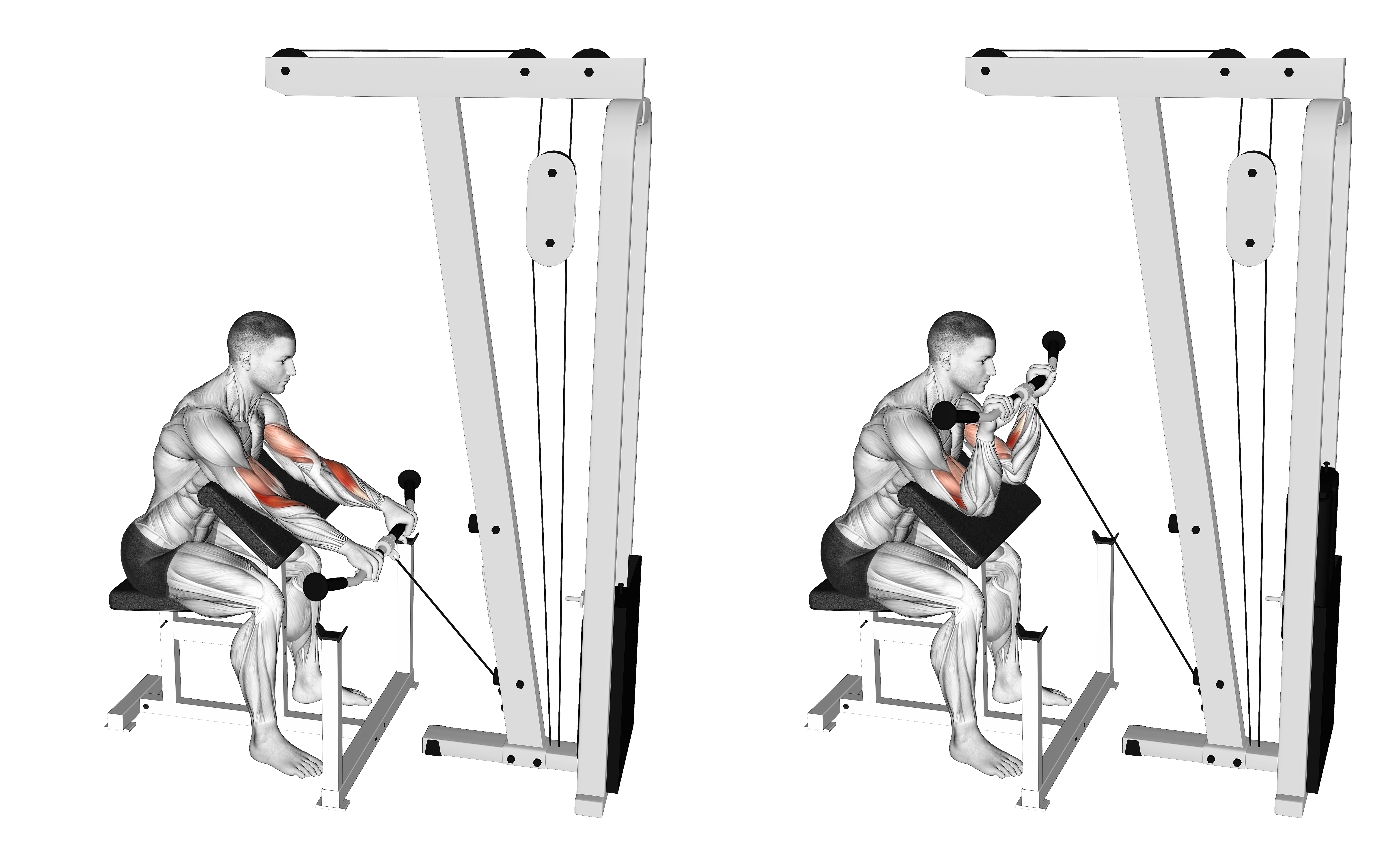 Cable Reverse Preacher Curl