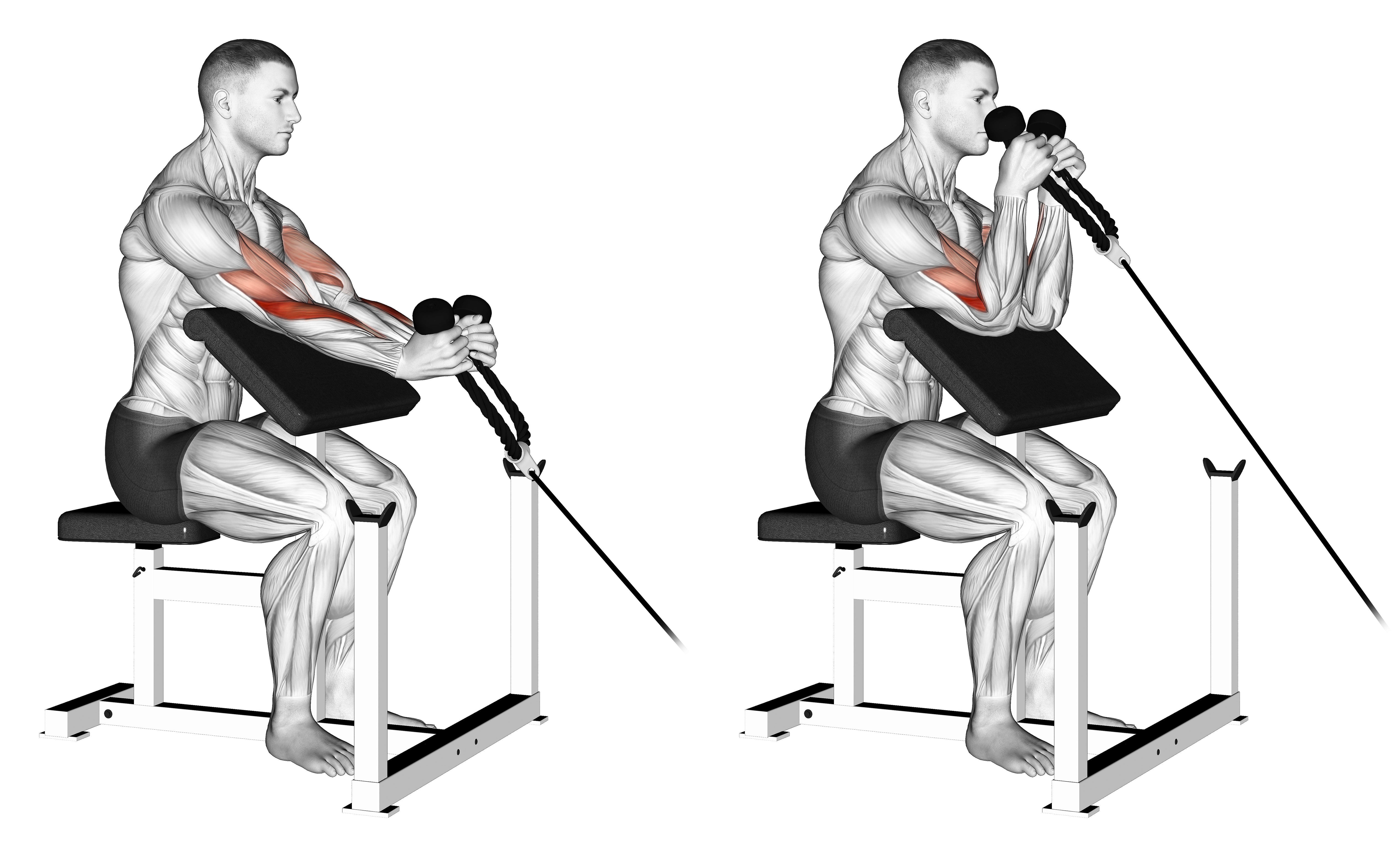 Cable Rope Hammer Preacher Curl