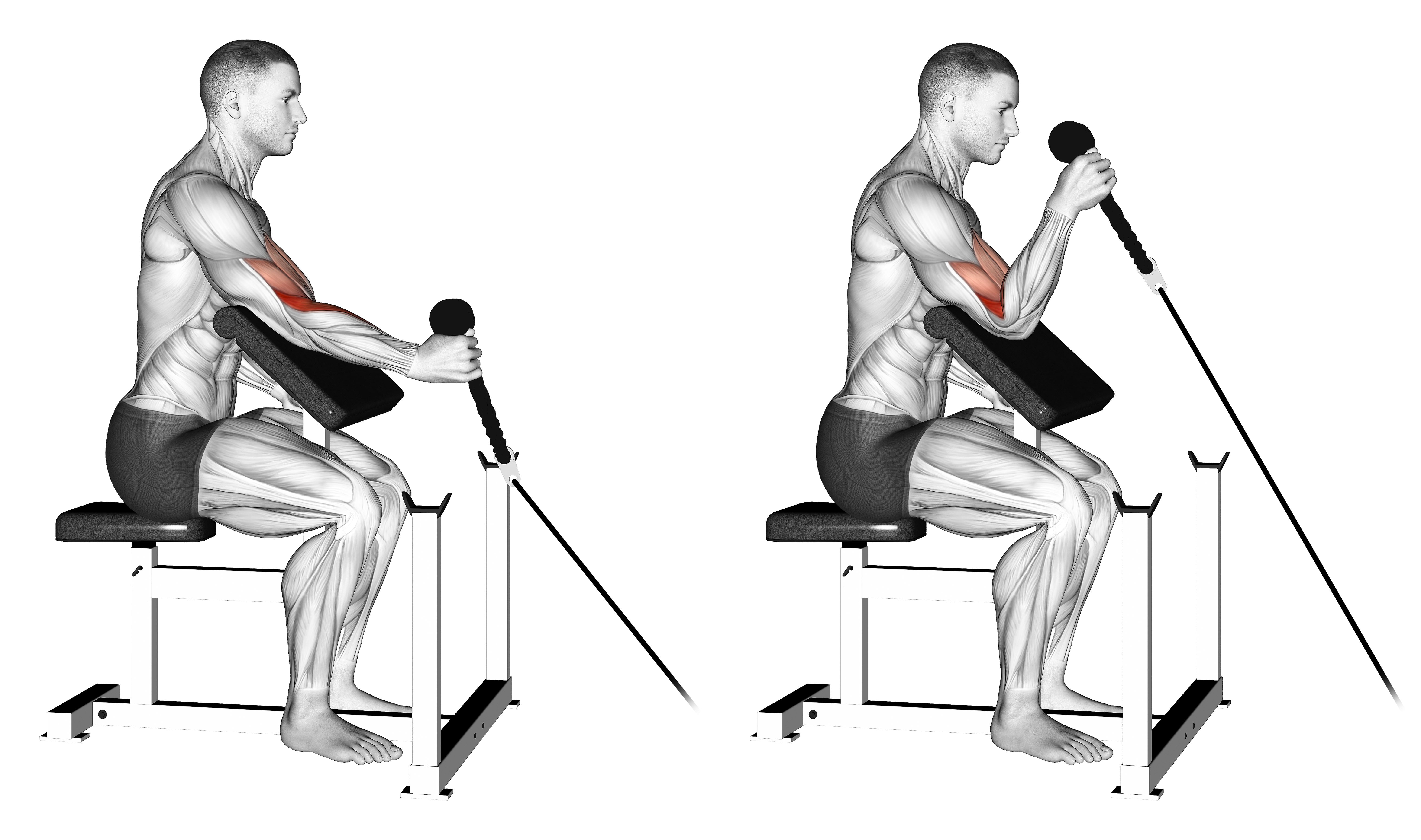 Cable Rope One Arm Hammer Preacher Curl